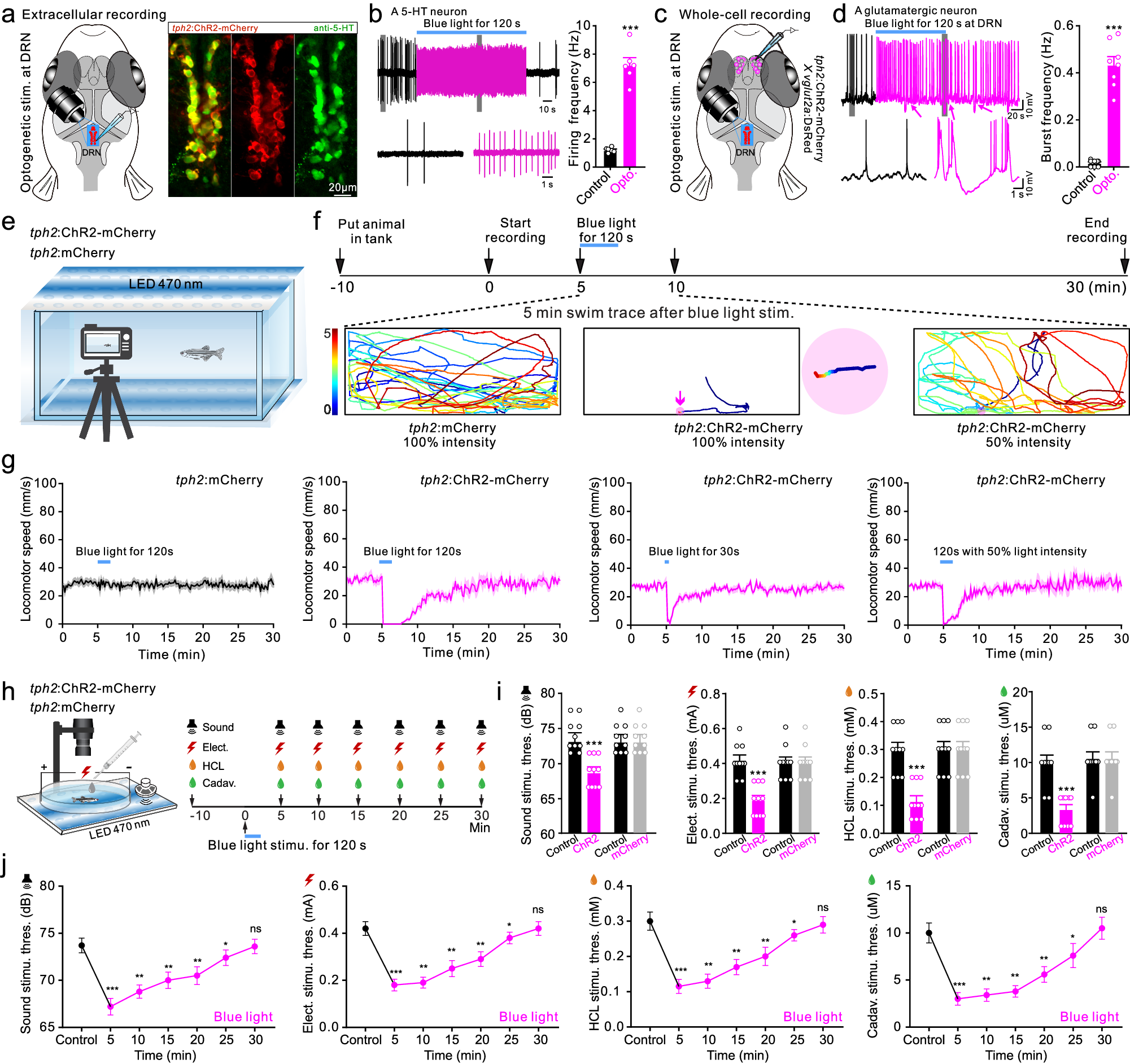 Fig. 5: Persistent optogenetic activation of DRN 5-HT neurons generates internal synchronized state and vigilance behavior in zebrafish.