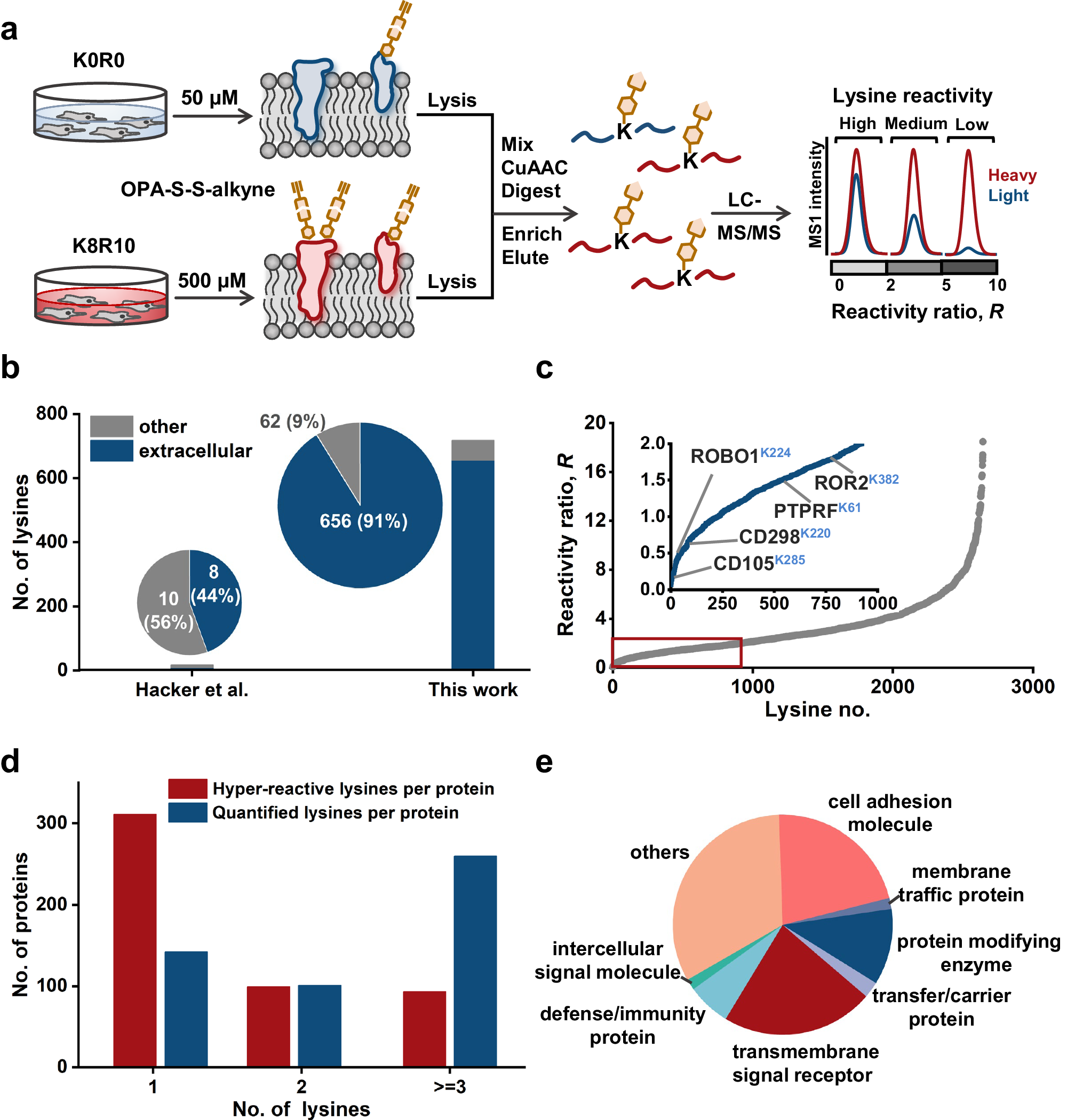 Fig. 3: The GASF strategy for proteome-wide quantification of cell surface lysine reactivity.