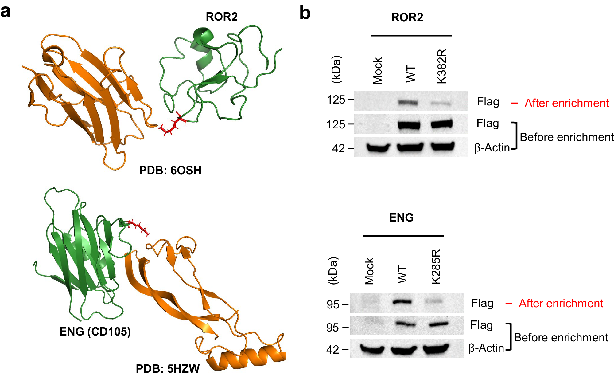 Fig. 4: Functional characterization of the hyper-reactive lysines in ROR2 and ENG.