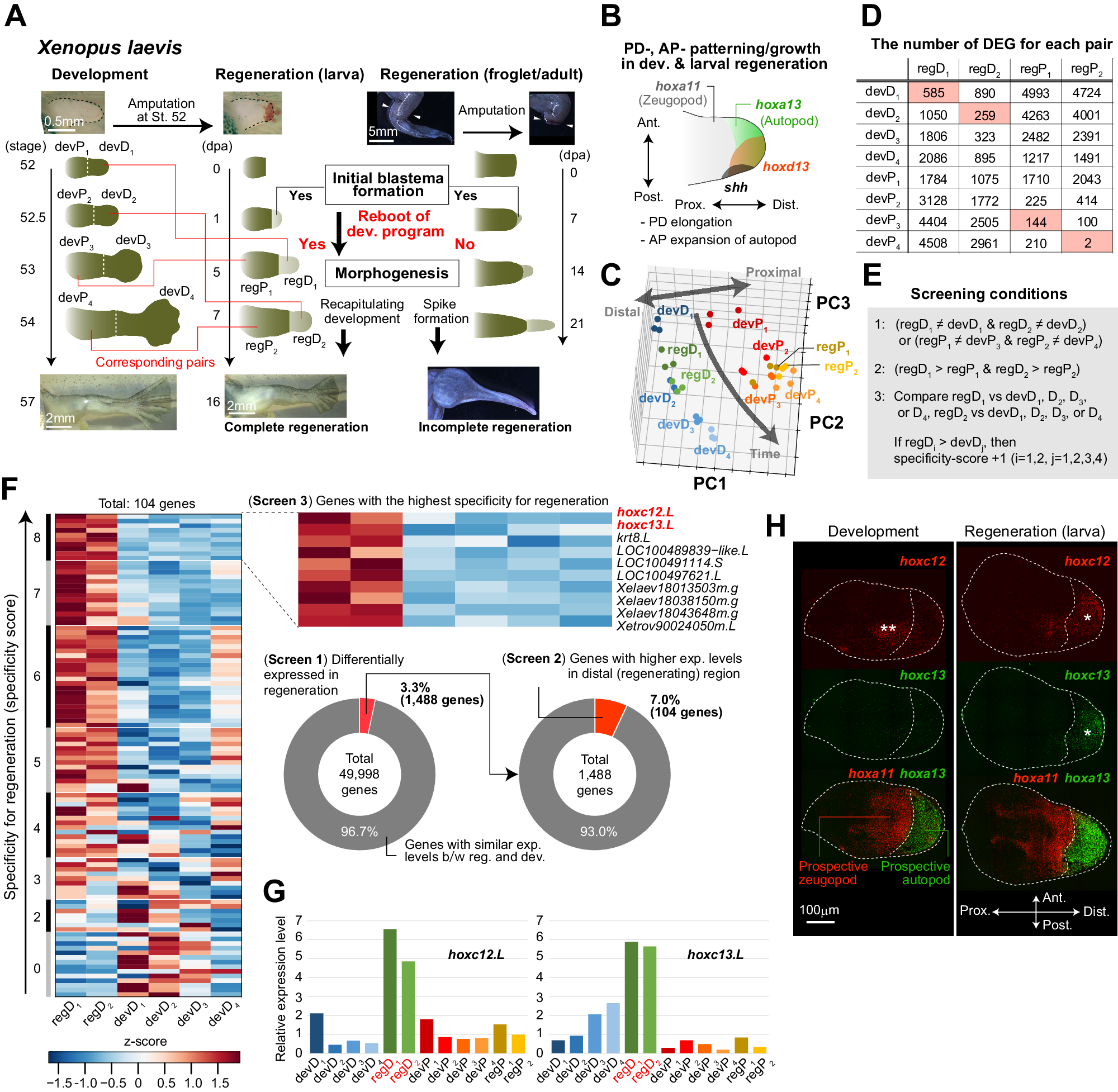 Fig. 1: Comparative transcriptomic analysis revealed that hoxc12 and hoxc13 expression show the highest regeneration specificity.