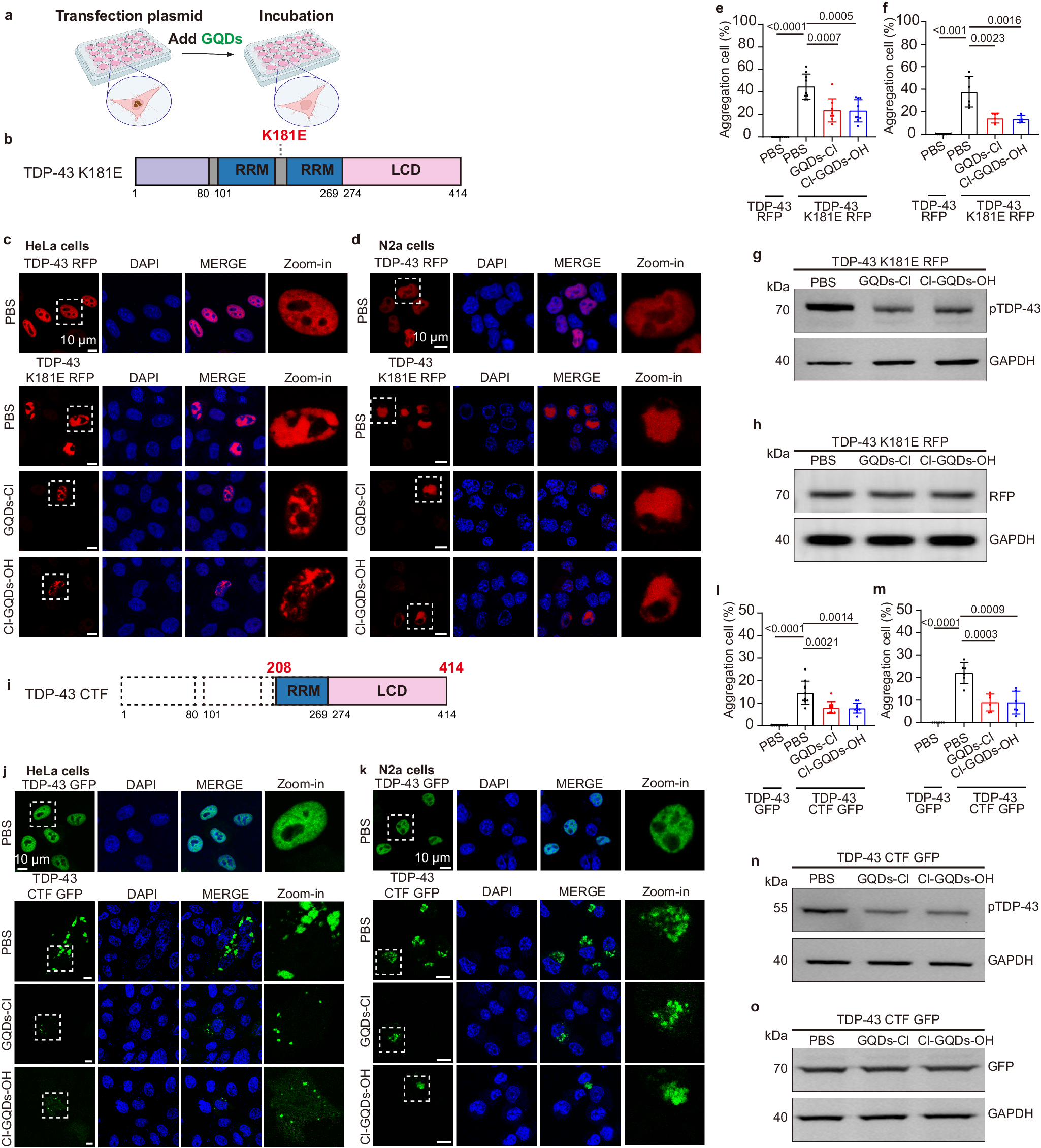 Fig. 5: GQDs inhibit the aggregation of TDP-43 and reduce the pTDP-43 (S409/410) levels in the nucleus and cytoplasm.
