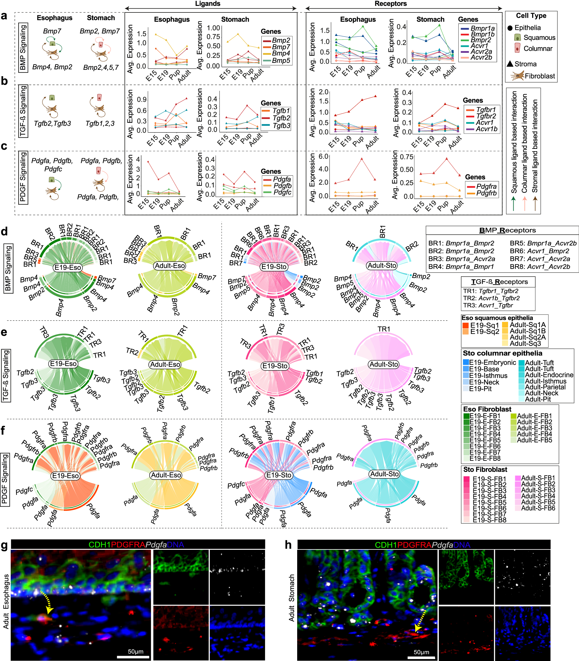 Fig. 7: Decoding spatiotemporal cell-cell interaction dynamics in pre- and postnatal gastroesophageal tissue.