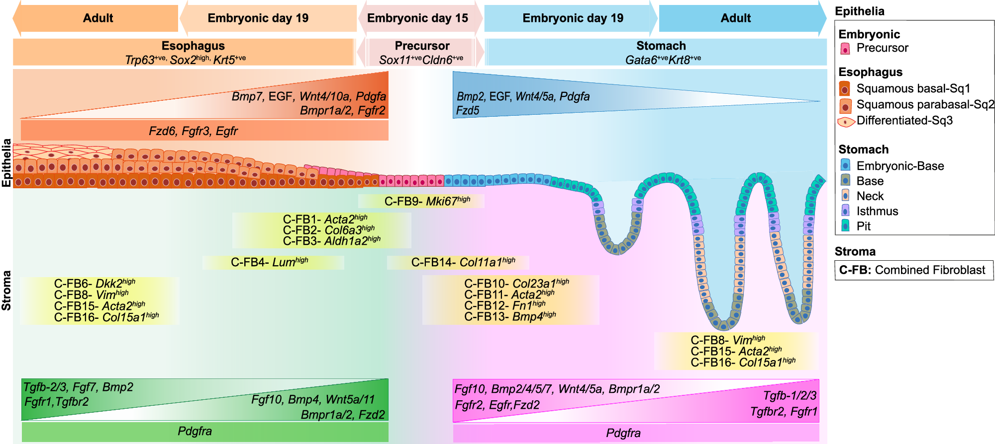 Fig. 8: Graphical summary of the spatio-temporal signaling events during gastroesophageal histogenesis.