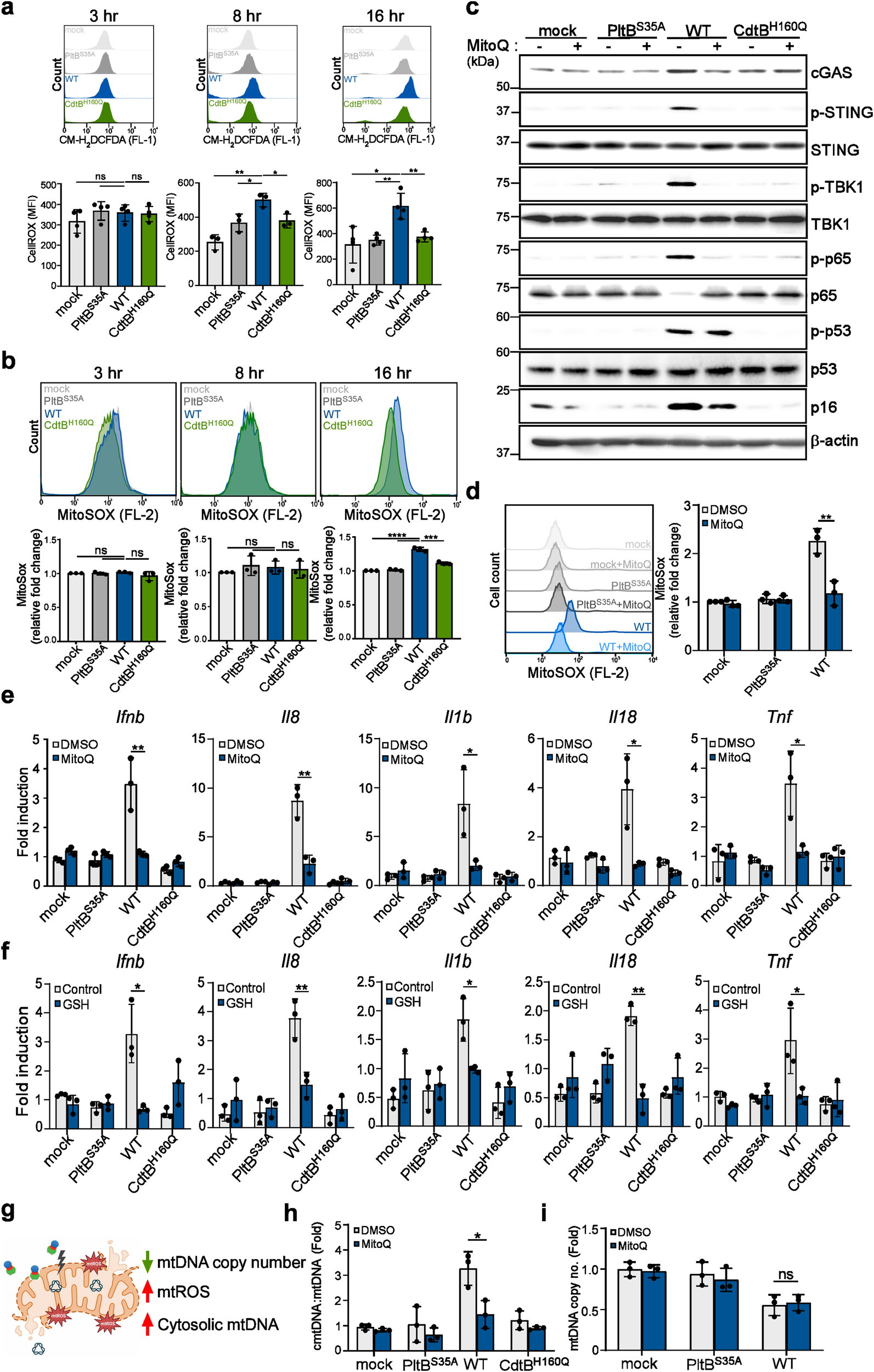 Fig. 5: Typhoid toxin-induced mitochondrial injury leads to the production of mitochondrial ROS to trigger the cytosolic release of mtDNA.