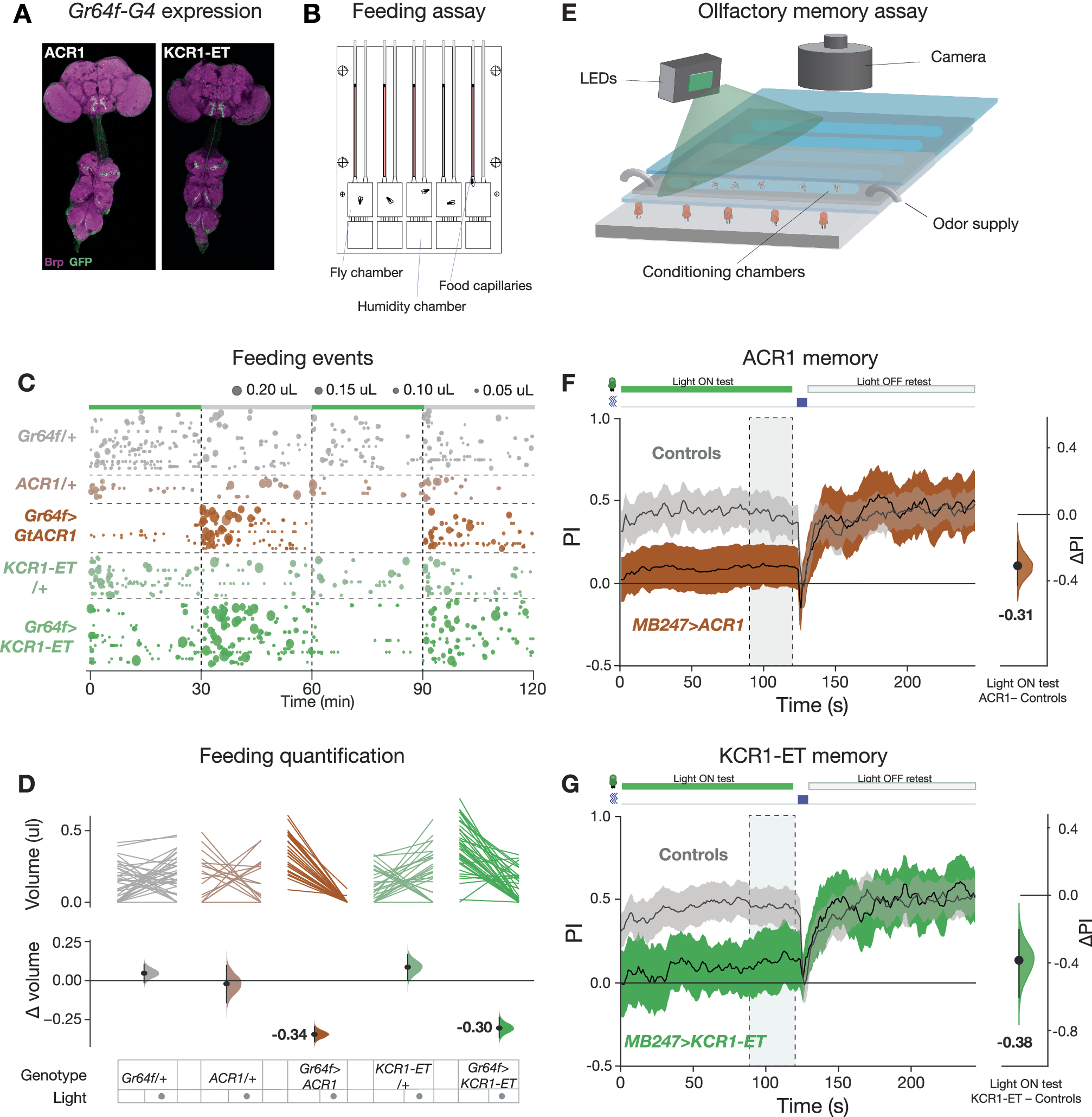 Fig. 3: KCR1 and ACR1 actuation show comparable effects on feeding and memory.