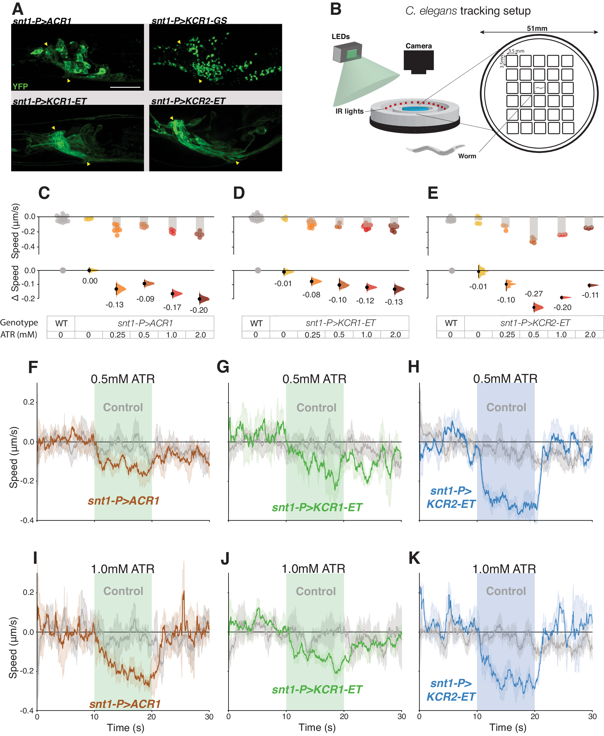 Fig. 5: KCR actuation impairs locomotion in C. elegans.