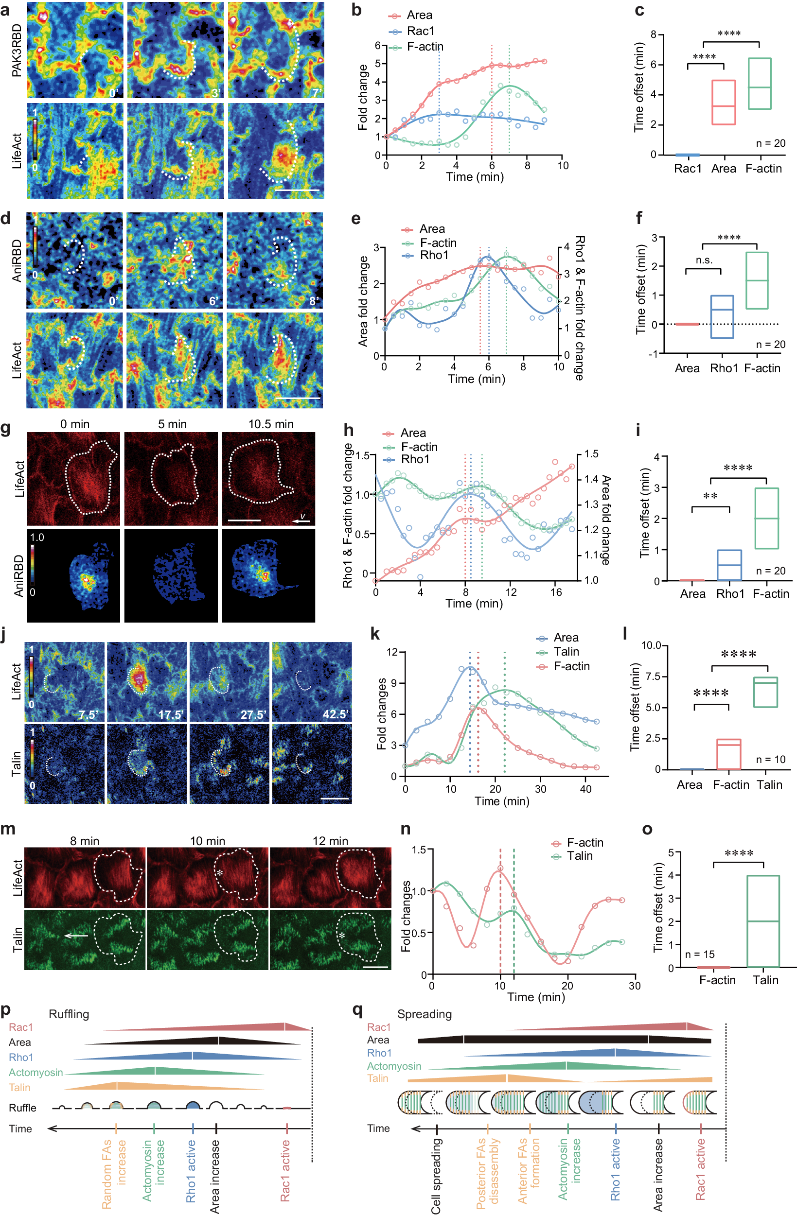Fig. 2: Follicle cell expansion behavior involves systematic changes in Rac1/Rho1 activities and basal actomyosin networks associated with ruffles, area and focal adhesions.