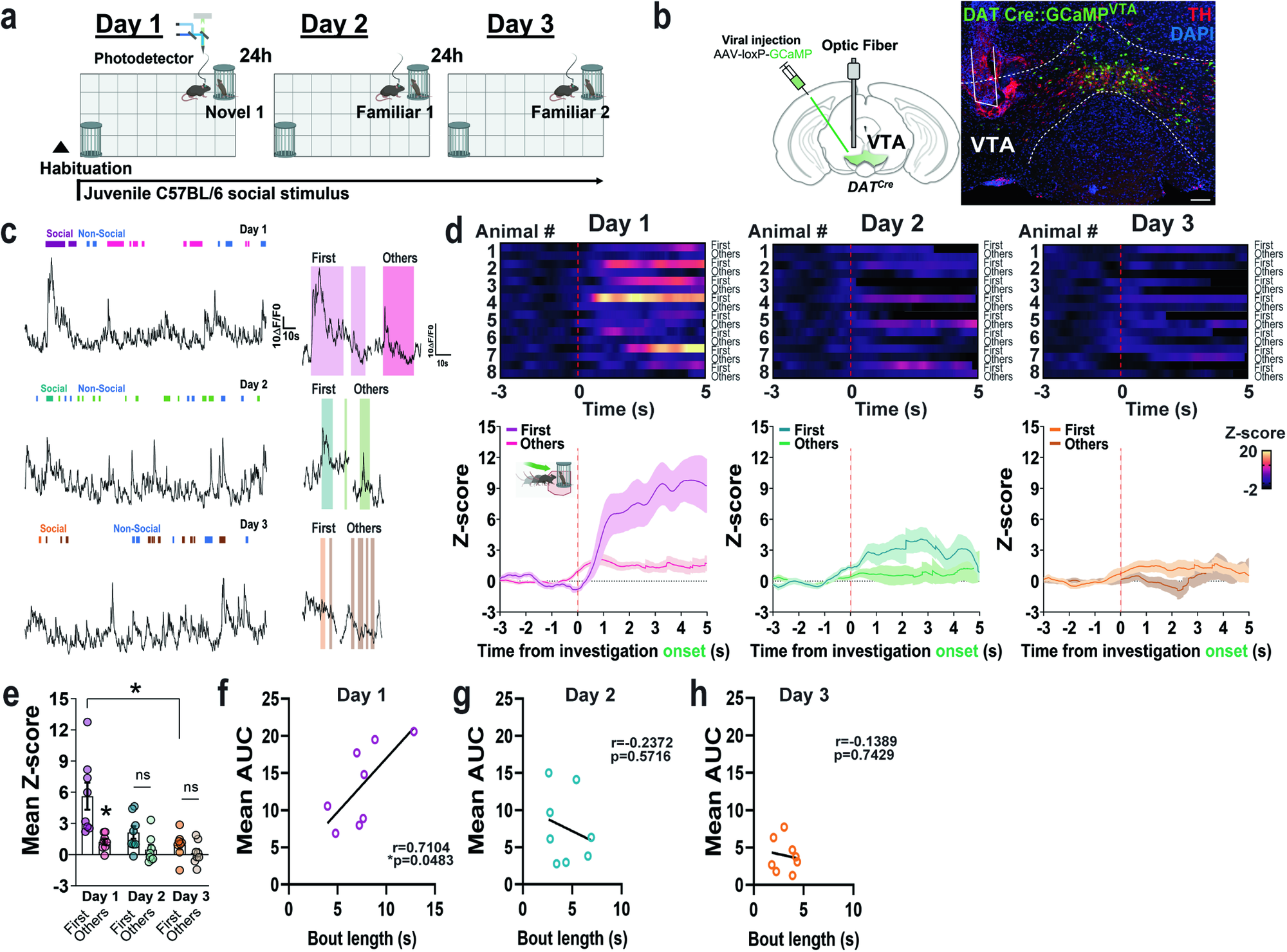 Fig. 1: VTA DAergic neuronal activity encodes initial response to social novelty and bout length.