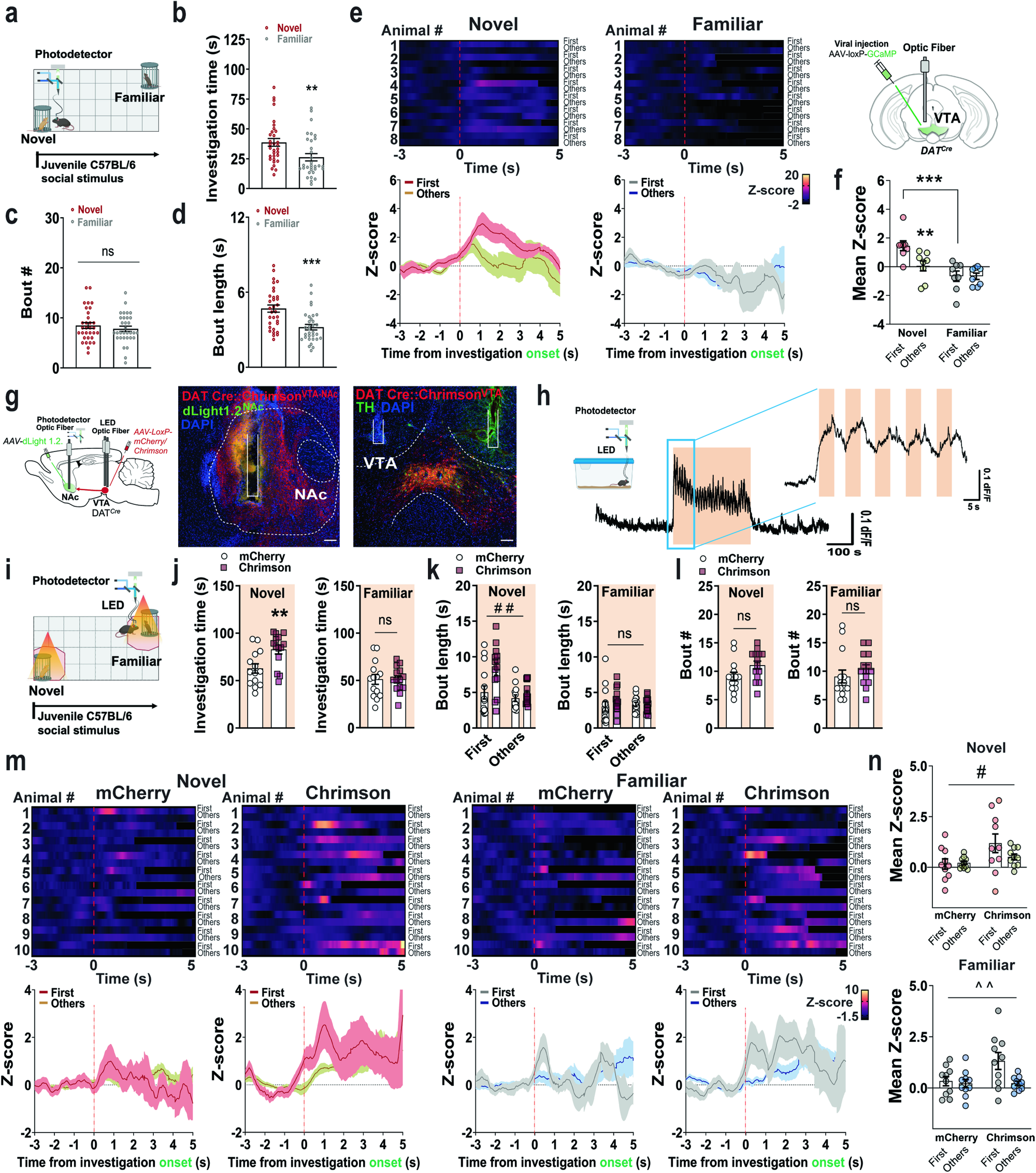 Fig. 3: Photostimulation of VTA DAergic neurons promotes social novelty by increasing NAc DA release.