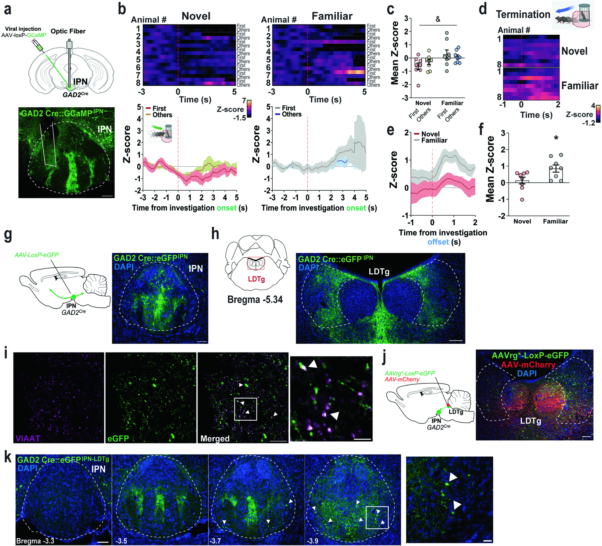 Fig. 4: IPN GAD2 activity is inhibited by social novelty and ramps up with the termination of familiar social investigations.