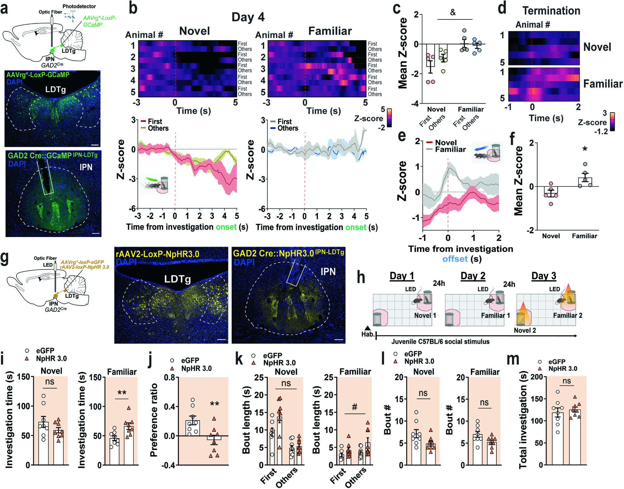 Fig. 5: IPN outputs to the LDTg convey inhibitory signals by social novelty and the termination of familiar social investigations.