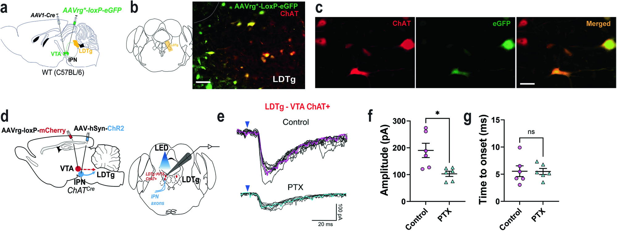 Fig. 6: The IPN inhibits LDTg cholinergic neurons that innervate the VTA.