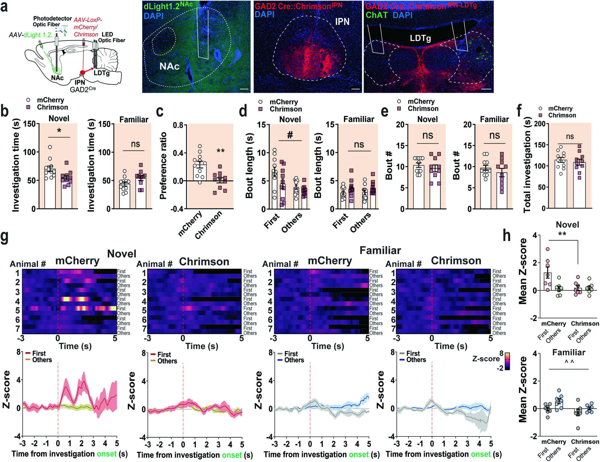 Fig. 7: The IPN GAD2→ LDTg circuit controls social NP by modulating the levels of NAc DA.