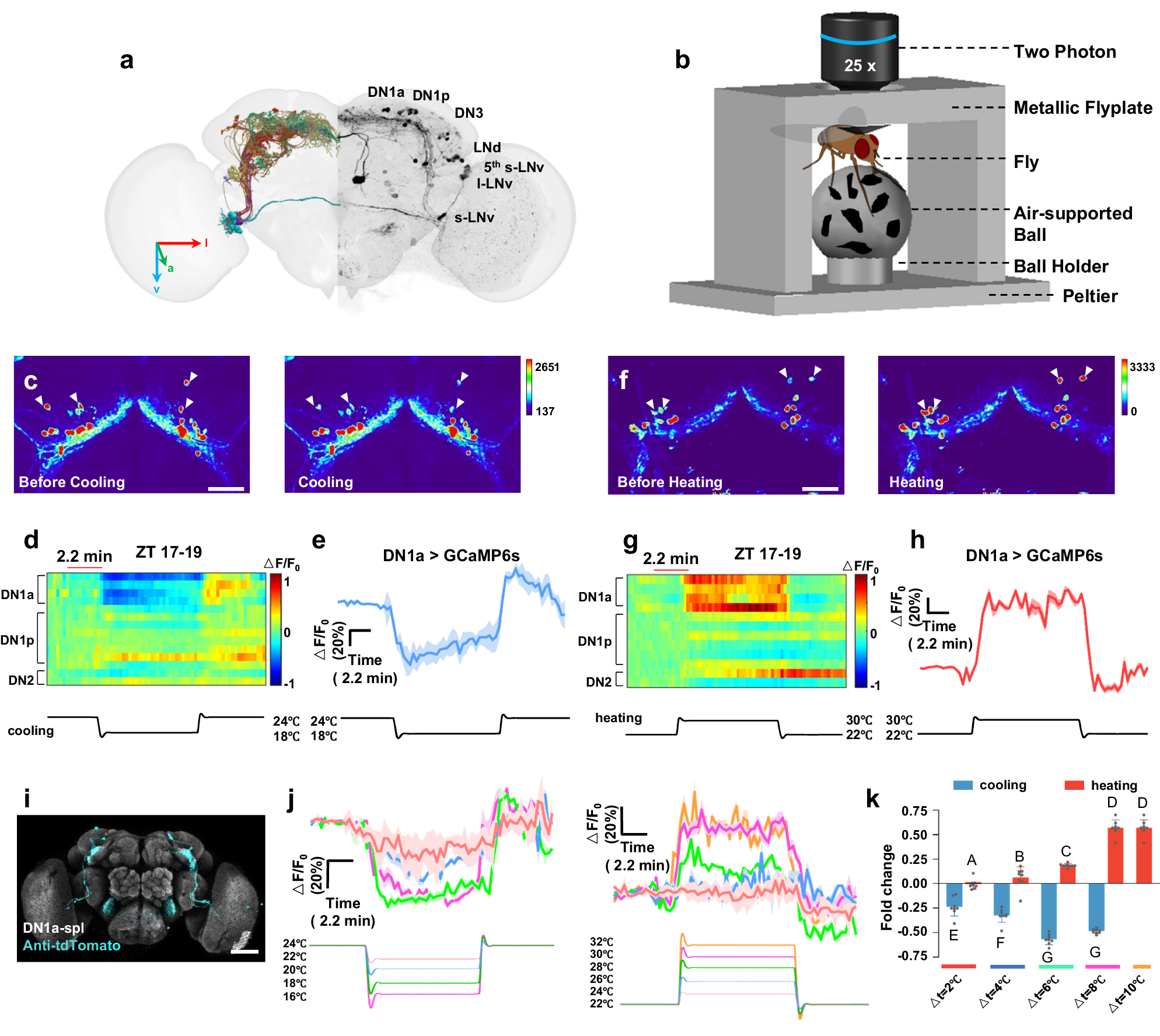 Fig. 1: Drosophila circadian neurons respond to changes in ambient temperature.