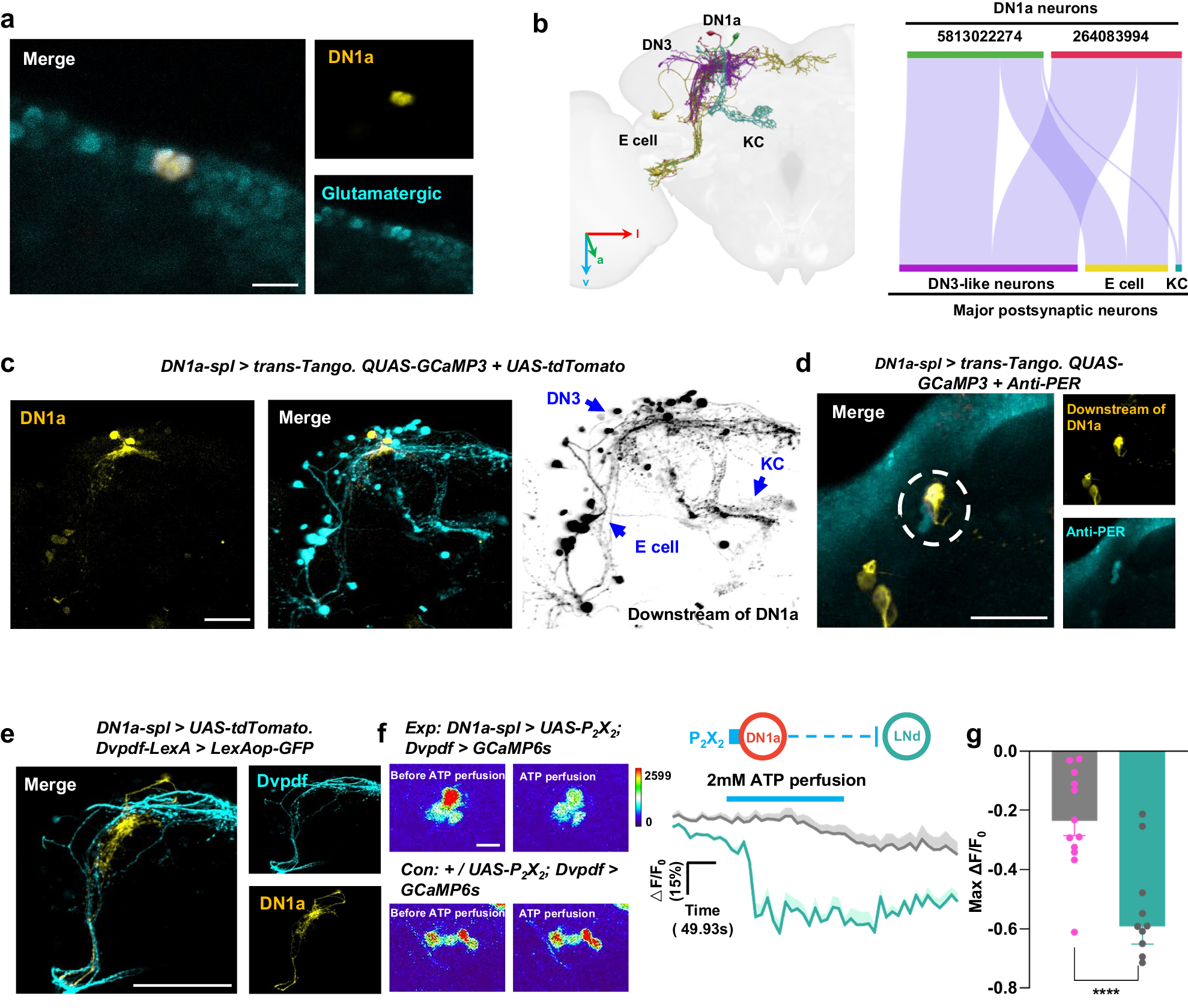 Fig. 3: Glutamatergic DN1as primarily send inhibitory projection to E cells.