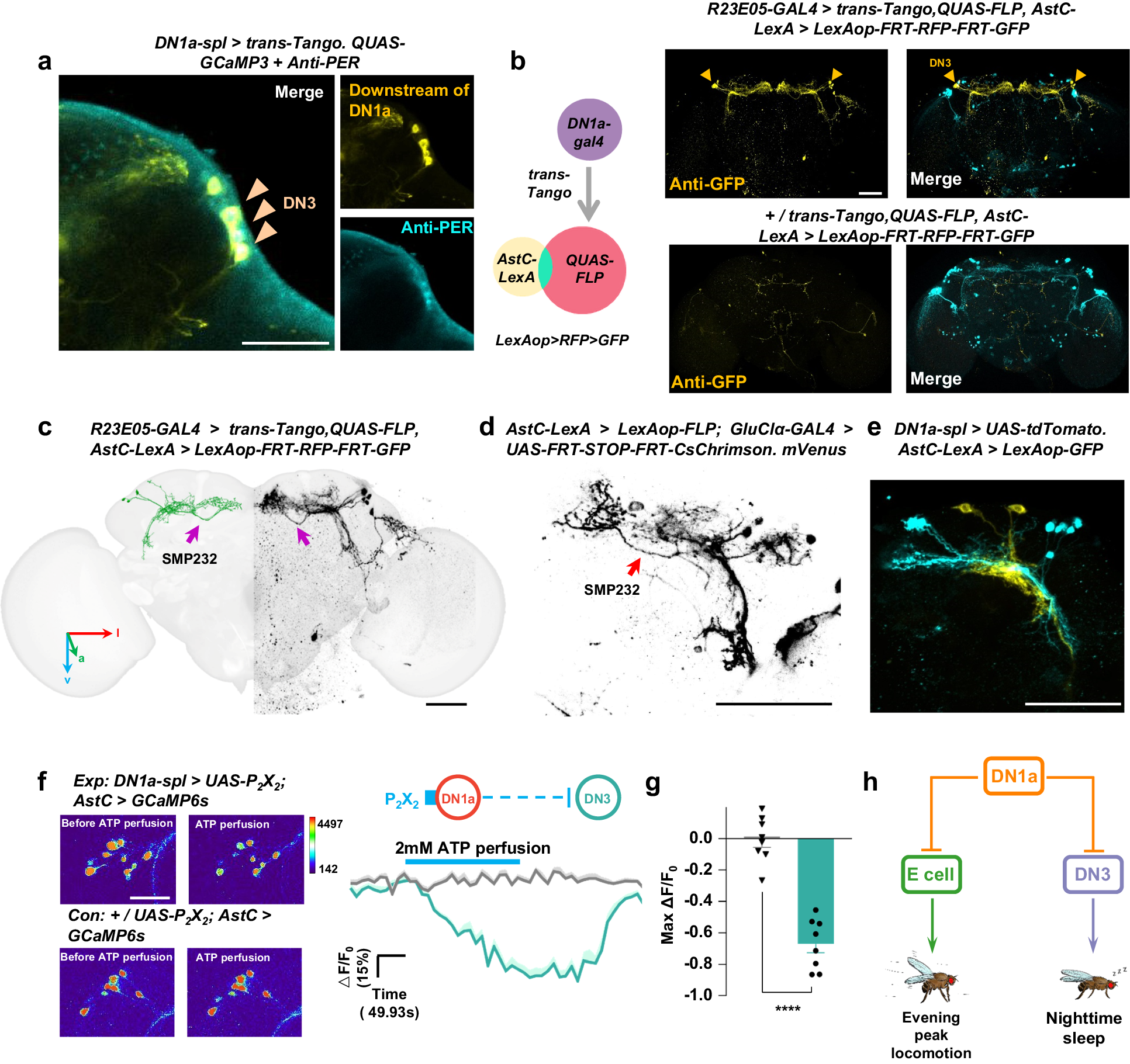 Fig. 4: DN1as inhibits a subgroup of DN3s including SMP232.