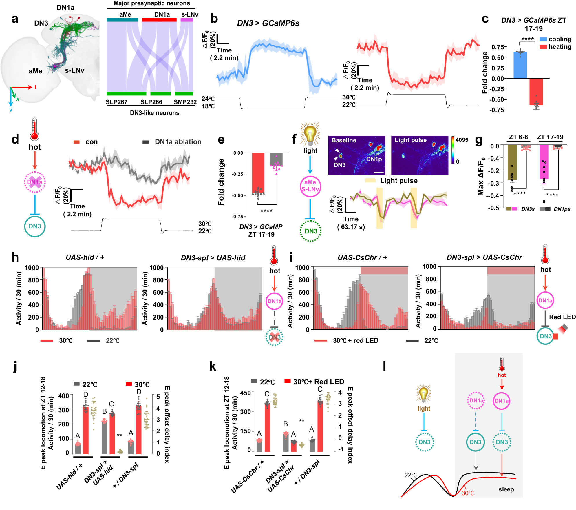 Fig. 6: The DN3s integrate DN1as-encoded temperature signals and light signals to modulate heat-induced E peak offset delay and nighttime sleep reduction.