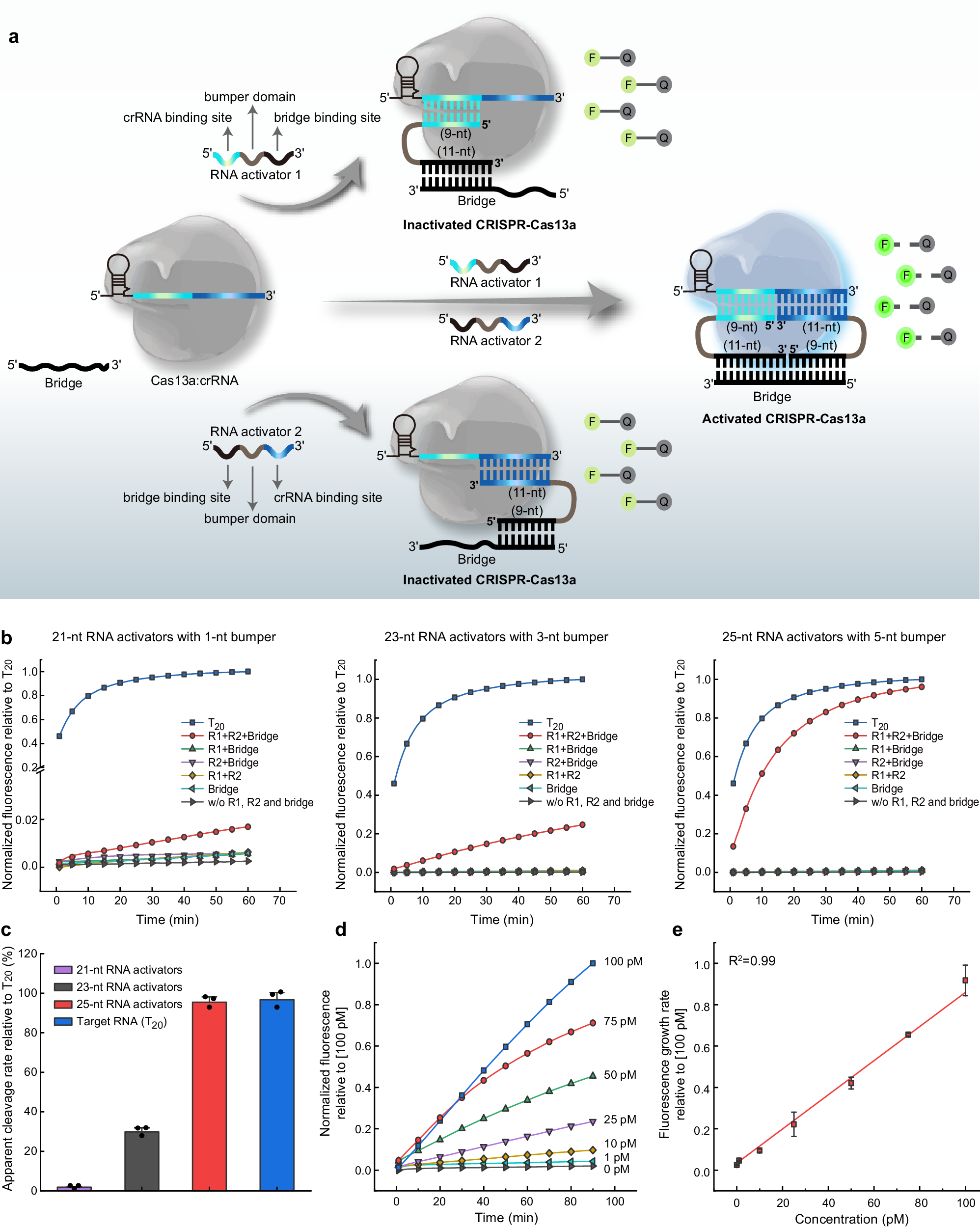 Fig. 2: Two RNA activators co-activate Cas13a with the assistance of an auxiliary sequence.