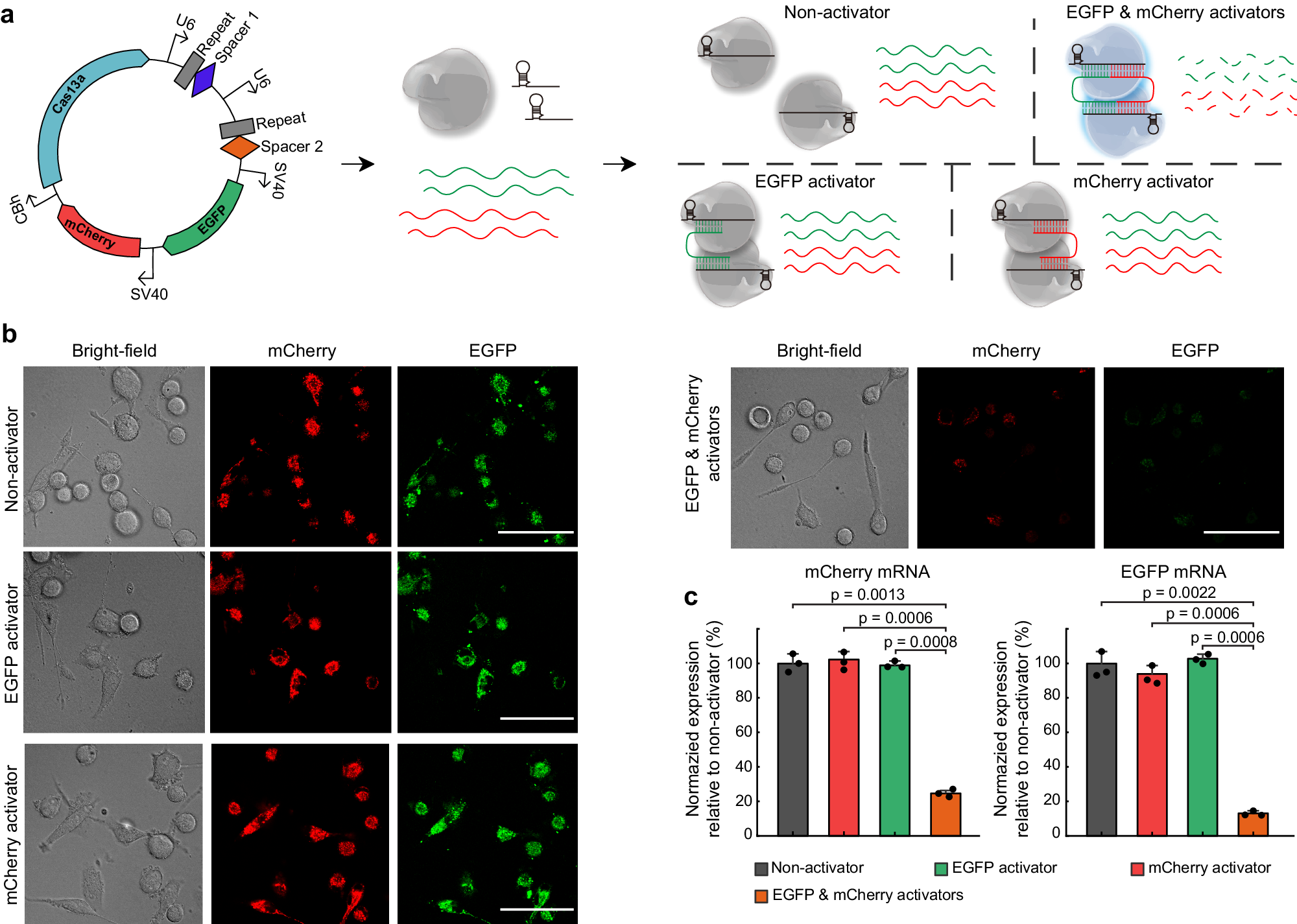 Fig. 5: CRISPR-Cas13a Gemini System for two-site gene editing.