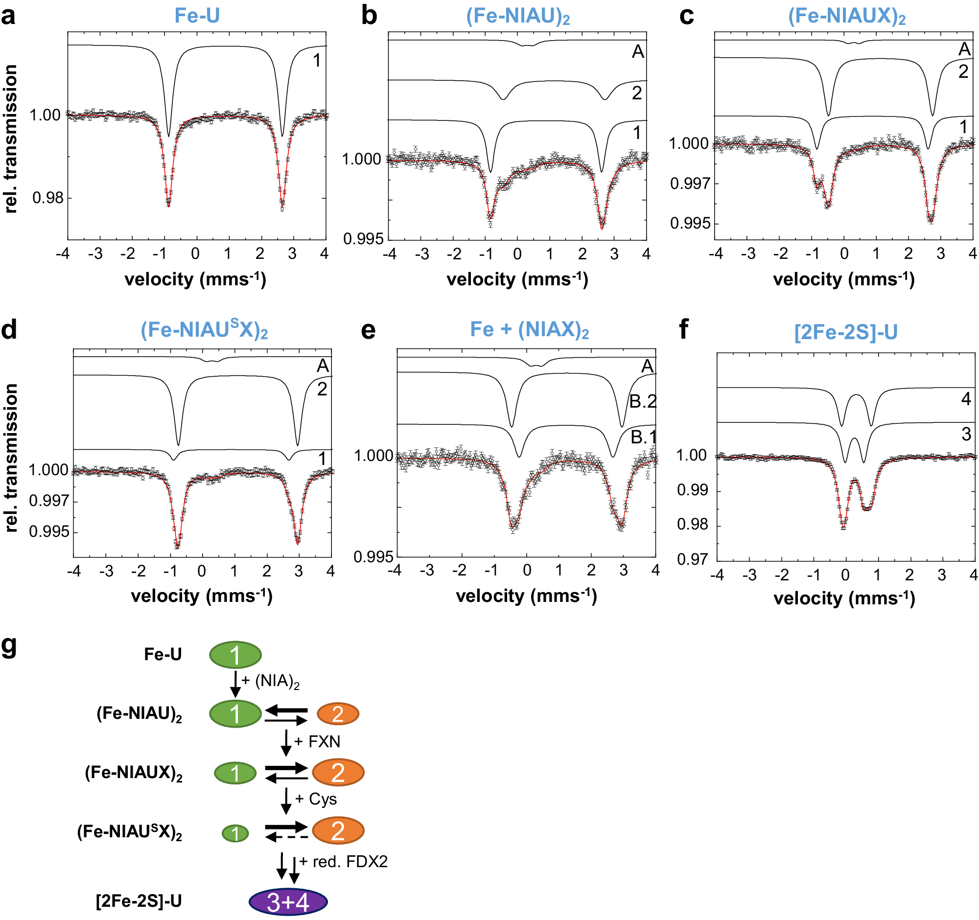 Fig. 4: Mössbauer spectroscopy reveals an equilibrium of two distinct Fe coordination states in intermediates of [2Fe-2S] cluster synthesis on ISCU2.