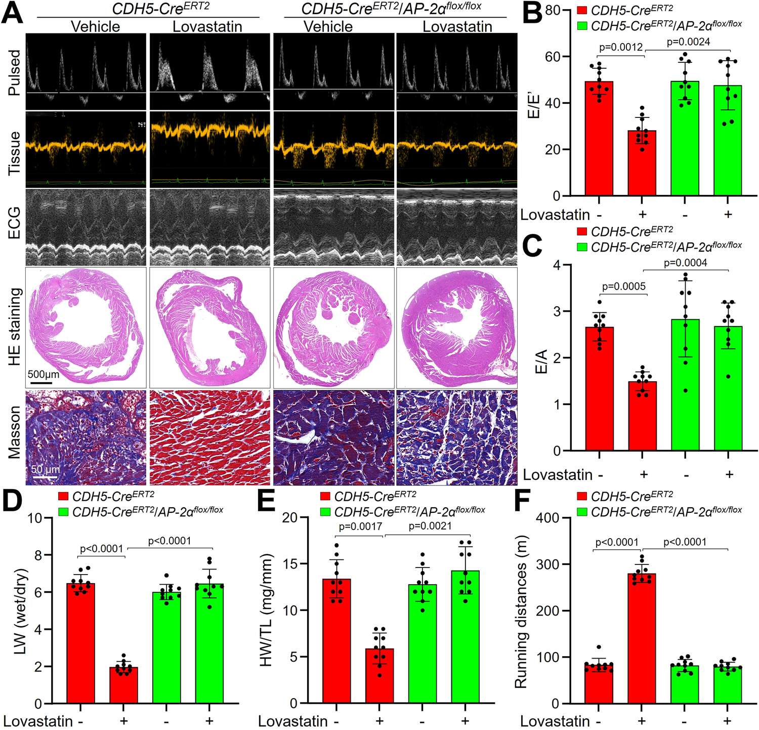 Fig. 7: Tamoxifen-induced endothelial cell-specific AP-2α knockout eliminates the effects of lovastatin in HFpEF mice.