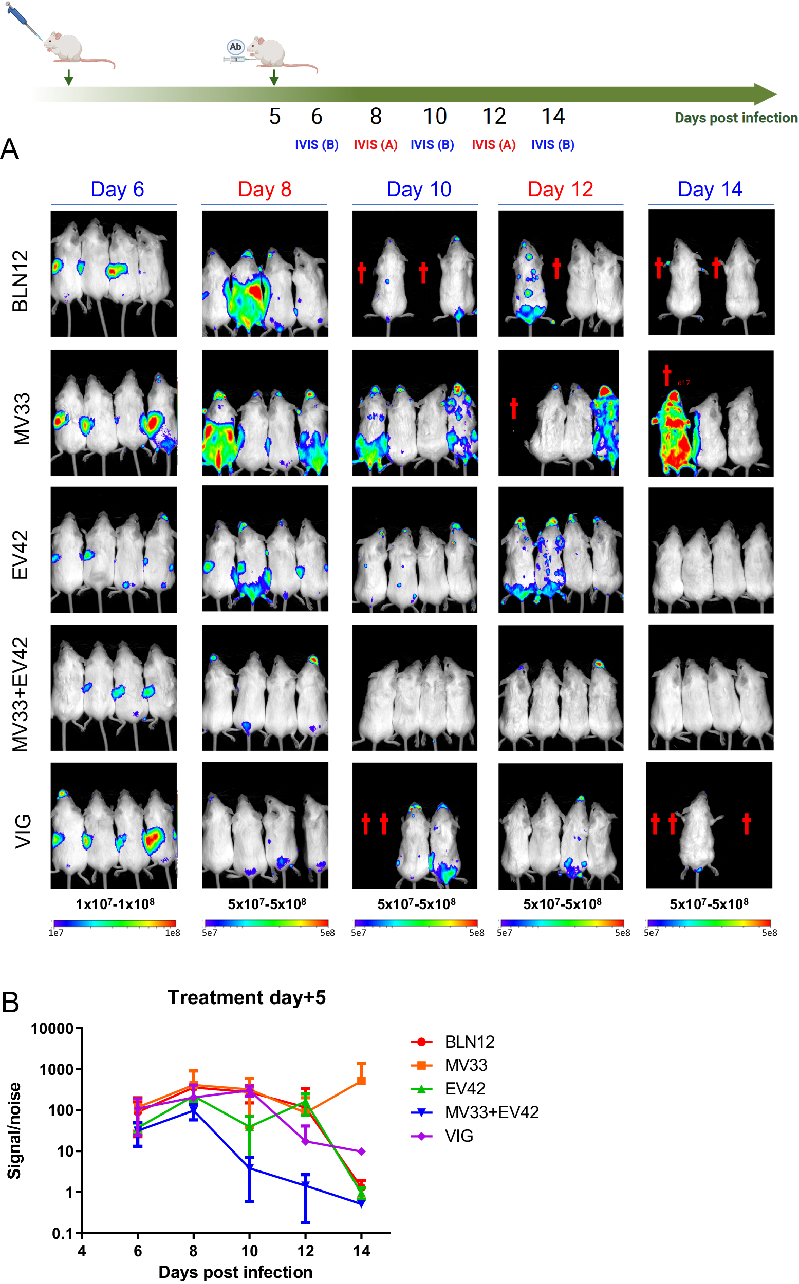 Fig. 3: Viral distribution following ECTV infection and treatment at five dpi.