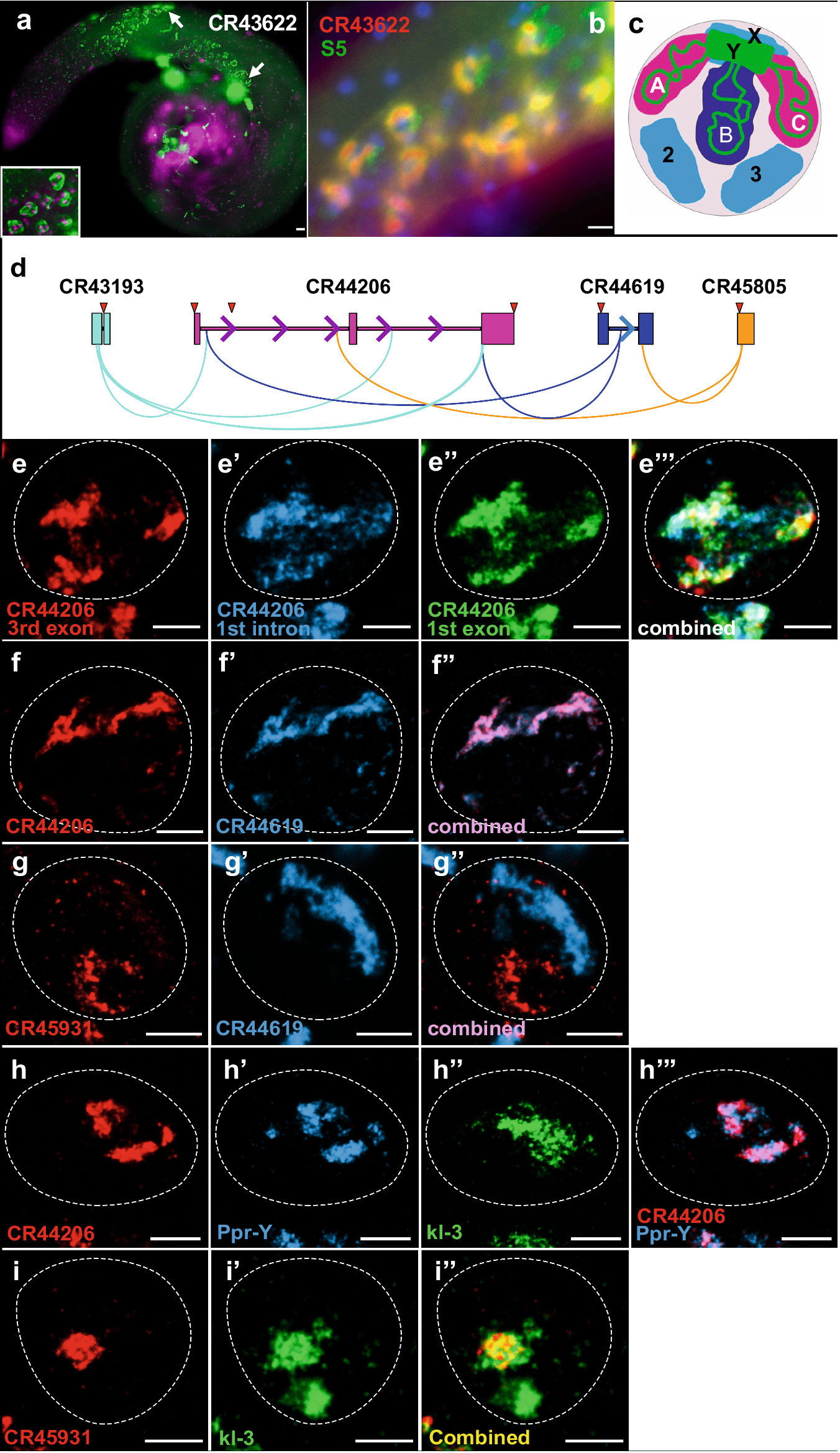 Fig. 2: LncRNA expression in Y-loops.