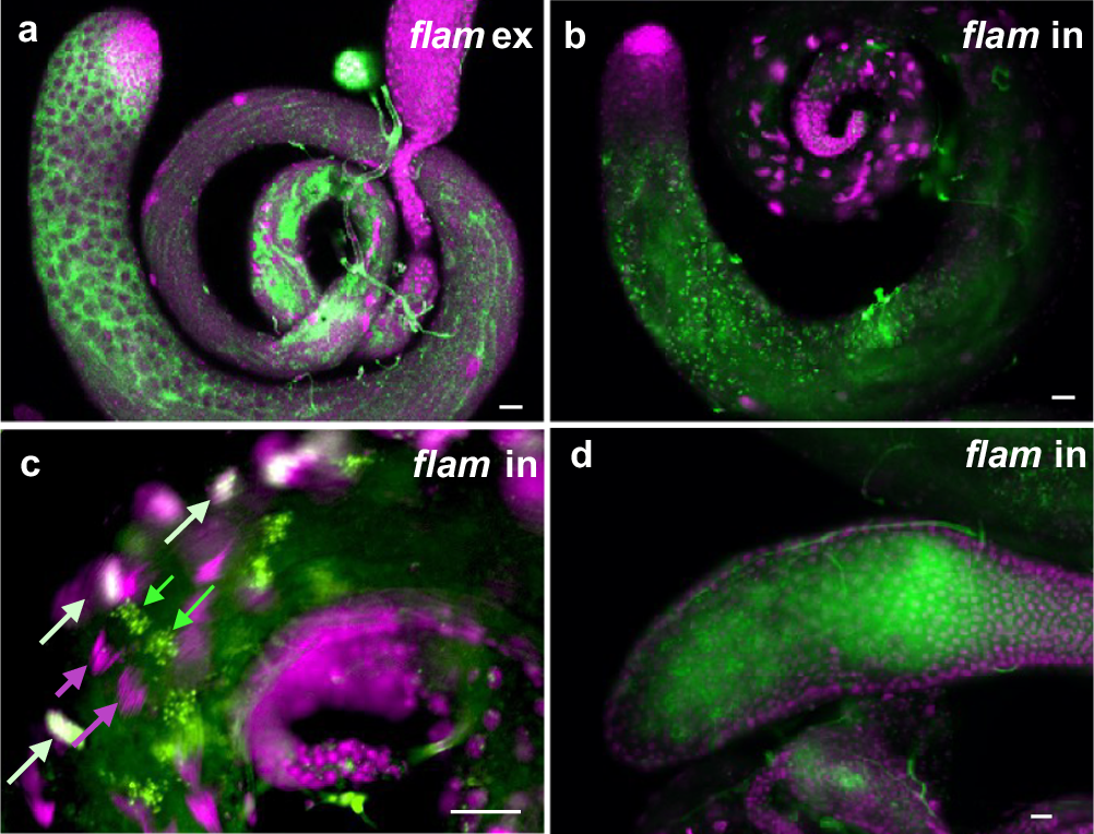 Fig. 3: Flamenco exon and intron expression patterns.