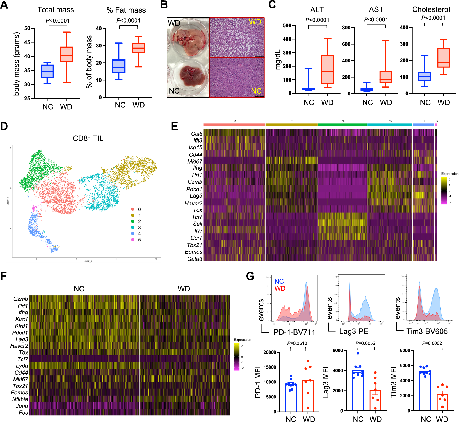 Fig. 1: CD8+ T cell dysfunction in the obese tumor microenvironment.