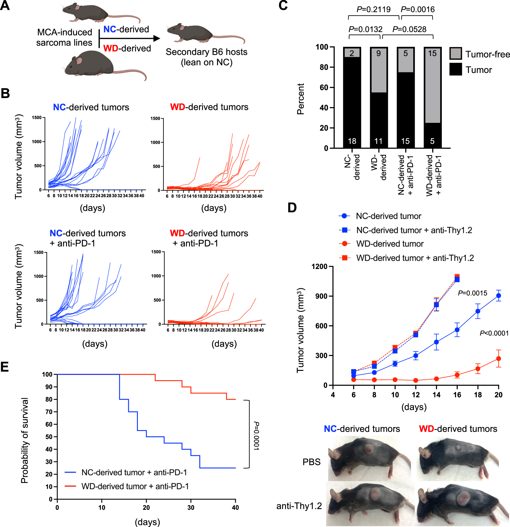 Fig. 6: Altered tumor immunogenicity in obese hosts.