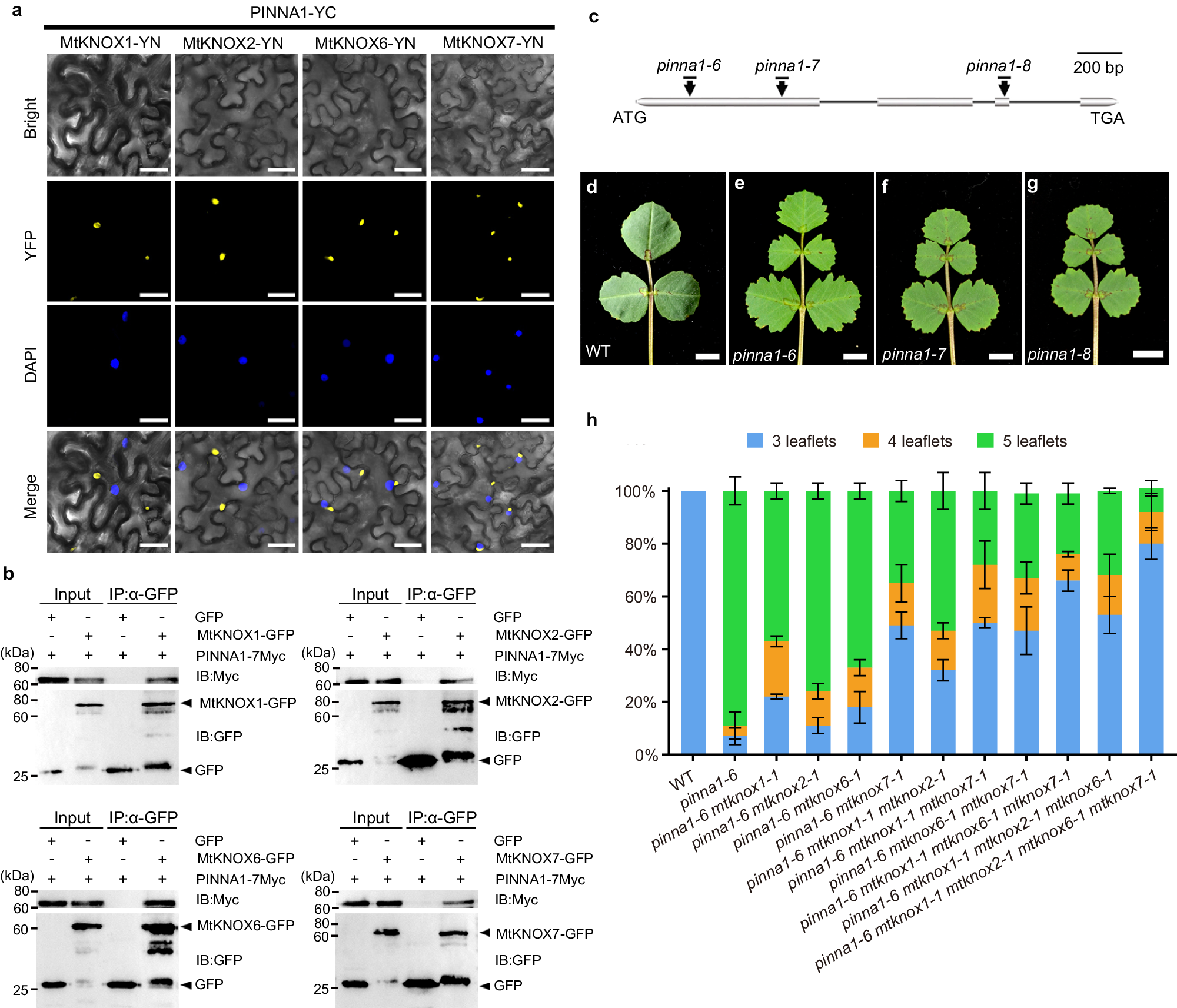Fig. 2: Physical and genetic interaction of MtKNOXI and PINNA1.