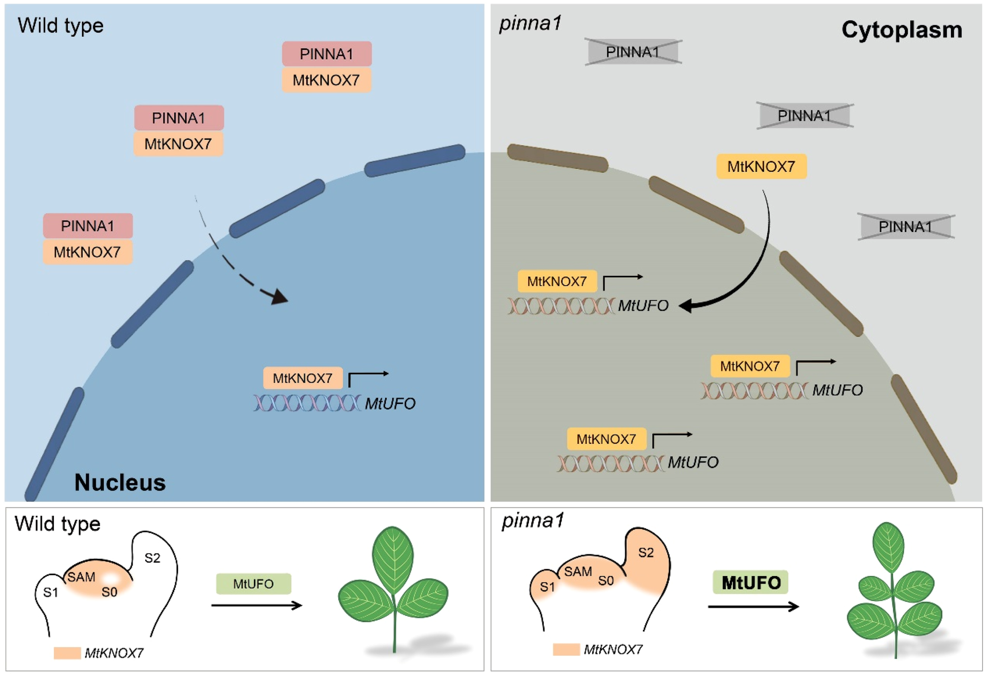 Fig. 6: A proposed working model for PINNA1-MtKNOX7 complex and MtUFO/MtKNOX7 module action in the compound leaf development in M. truncatula.