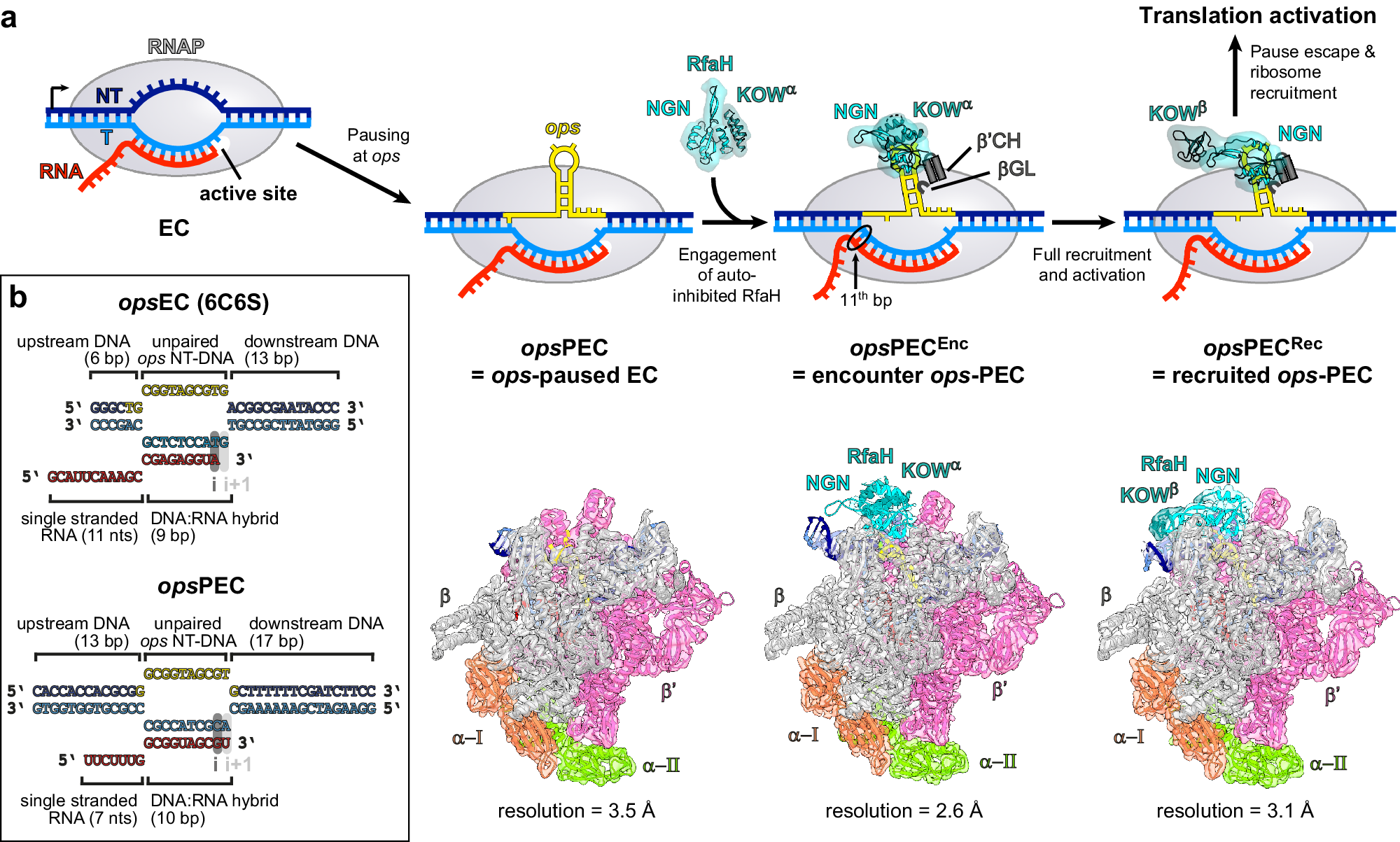 Concerted transformation of a hyper-paused transcription complex and its  reinforcing protein | Nature Communications