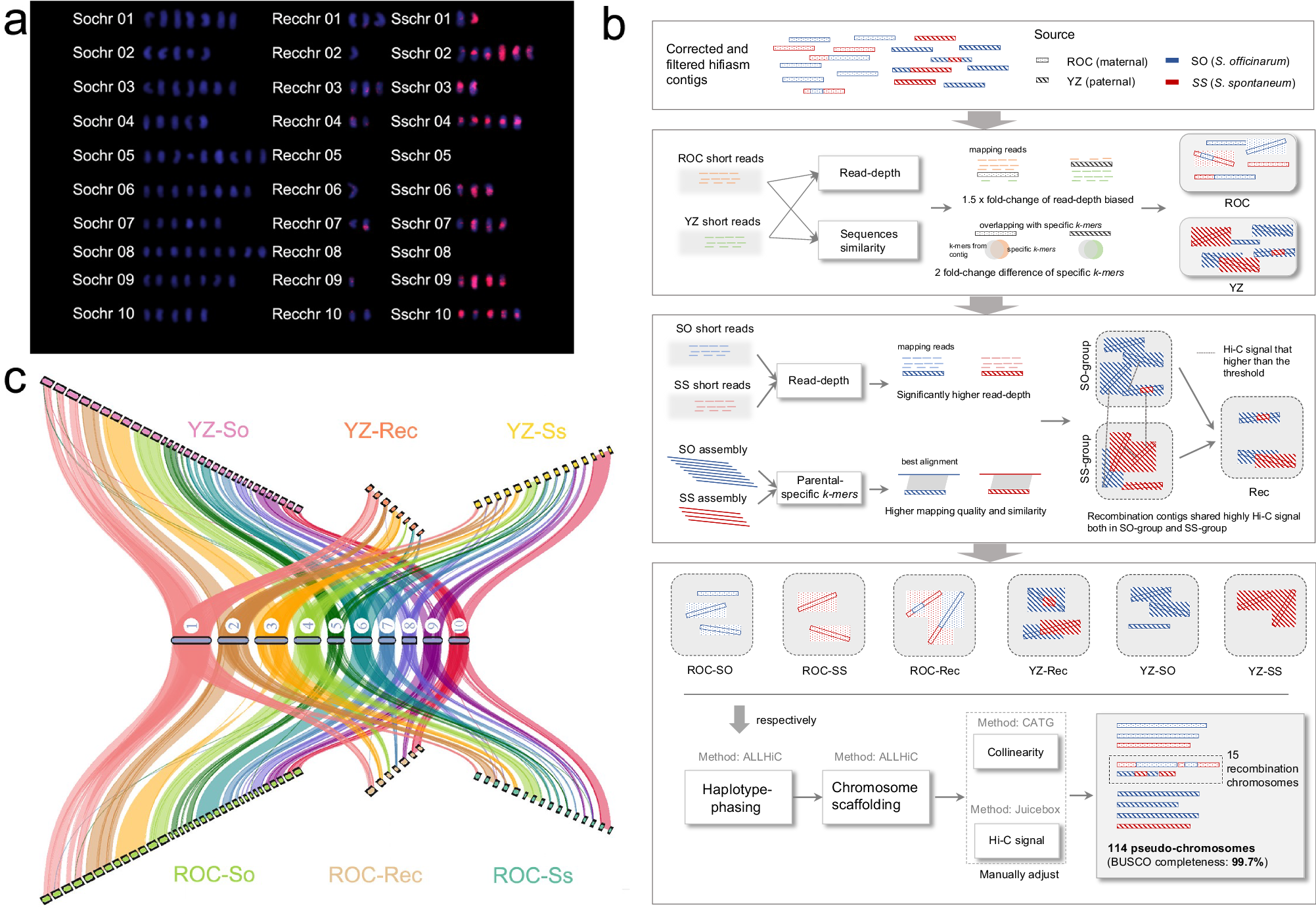Fig. 1: Karyotype analysis and chromosome-scale assembly of the modern hybrid sugarcane (ZZ1) genome.