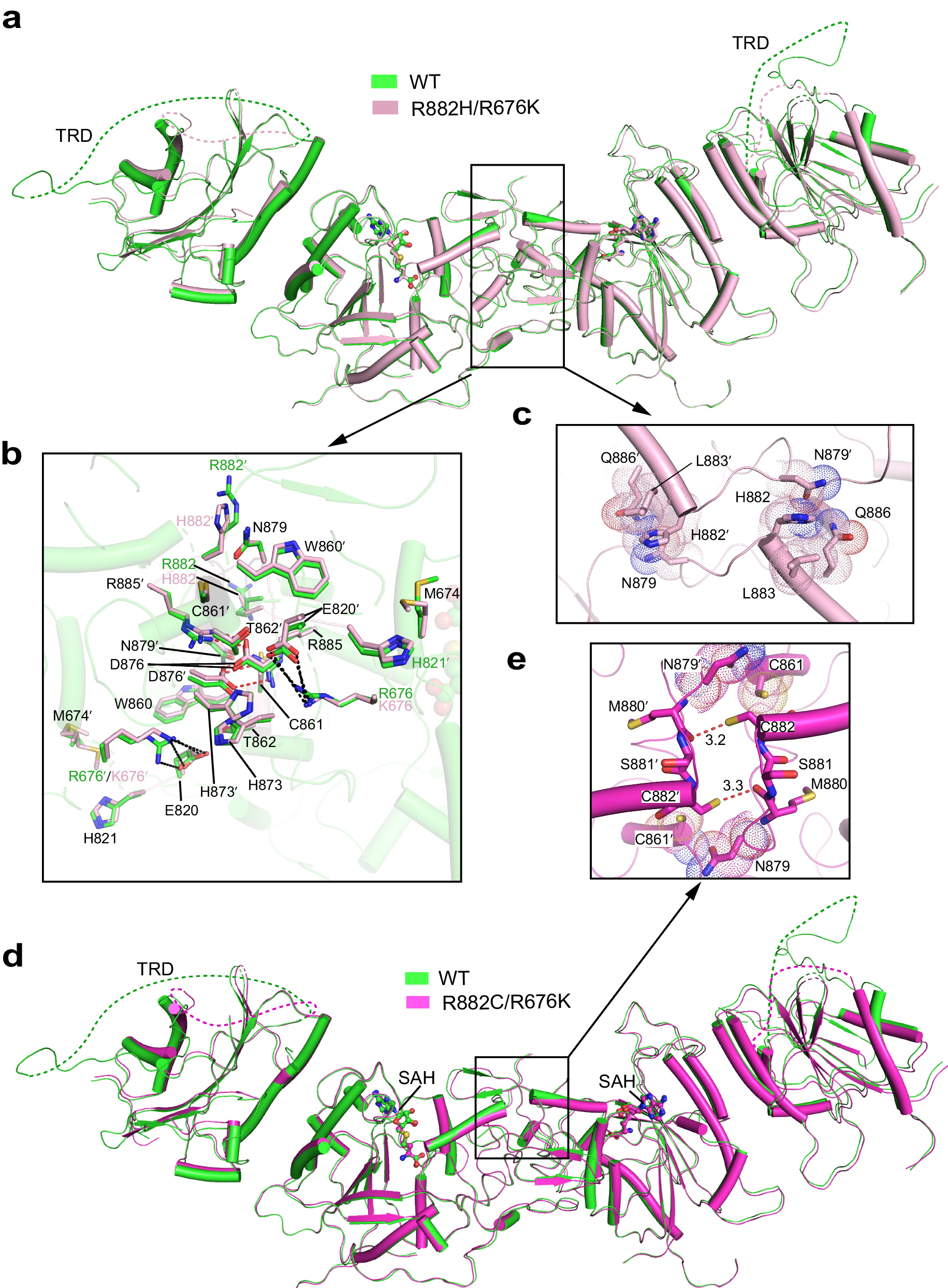 Fig. 3: Structural characterization of R882-mutated DNMT3A.