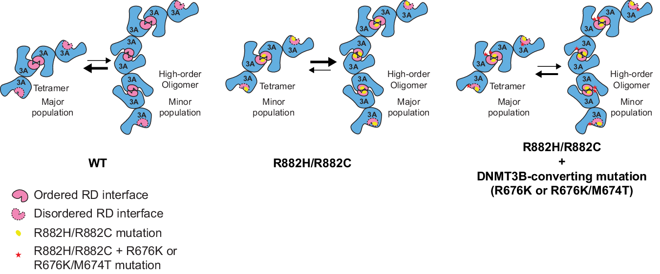 Fig. 7: A model for the dynamic assembly of DNMT3A, WT or mutant.