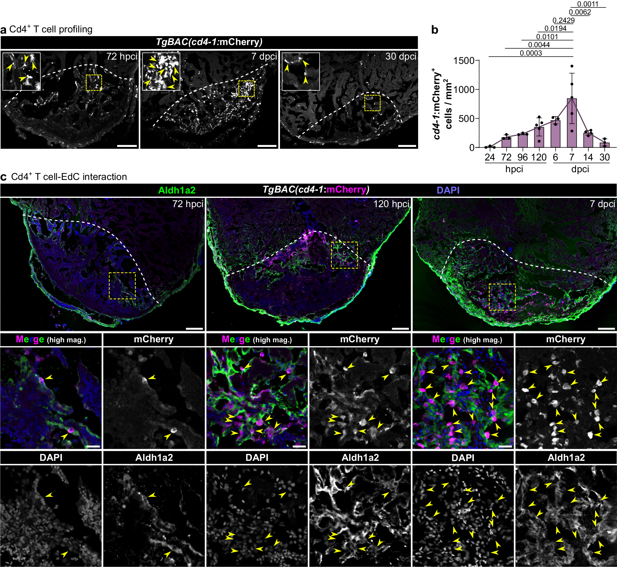Fig. 3: Cd4+ T cells are present in the injured cardiac tissue and associate with the activated endocardium.