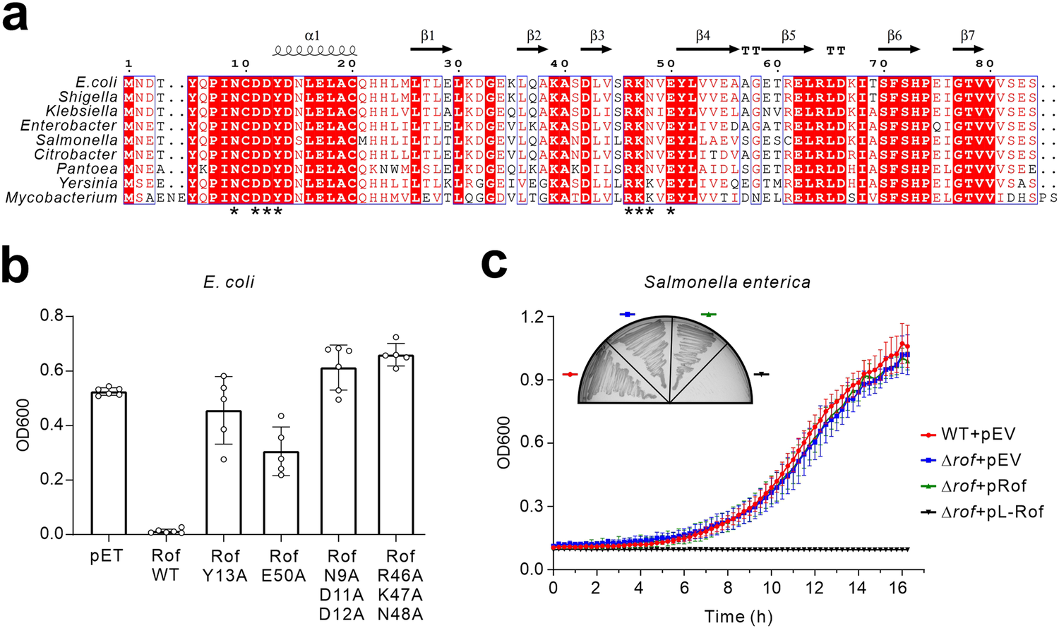 Fig. 3: Rof is a conserved regulator of Rho in bacterial pathogens.