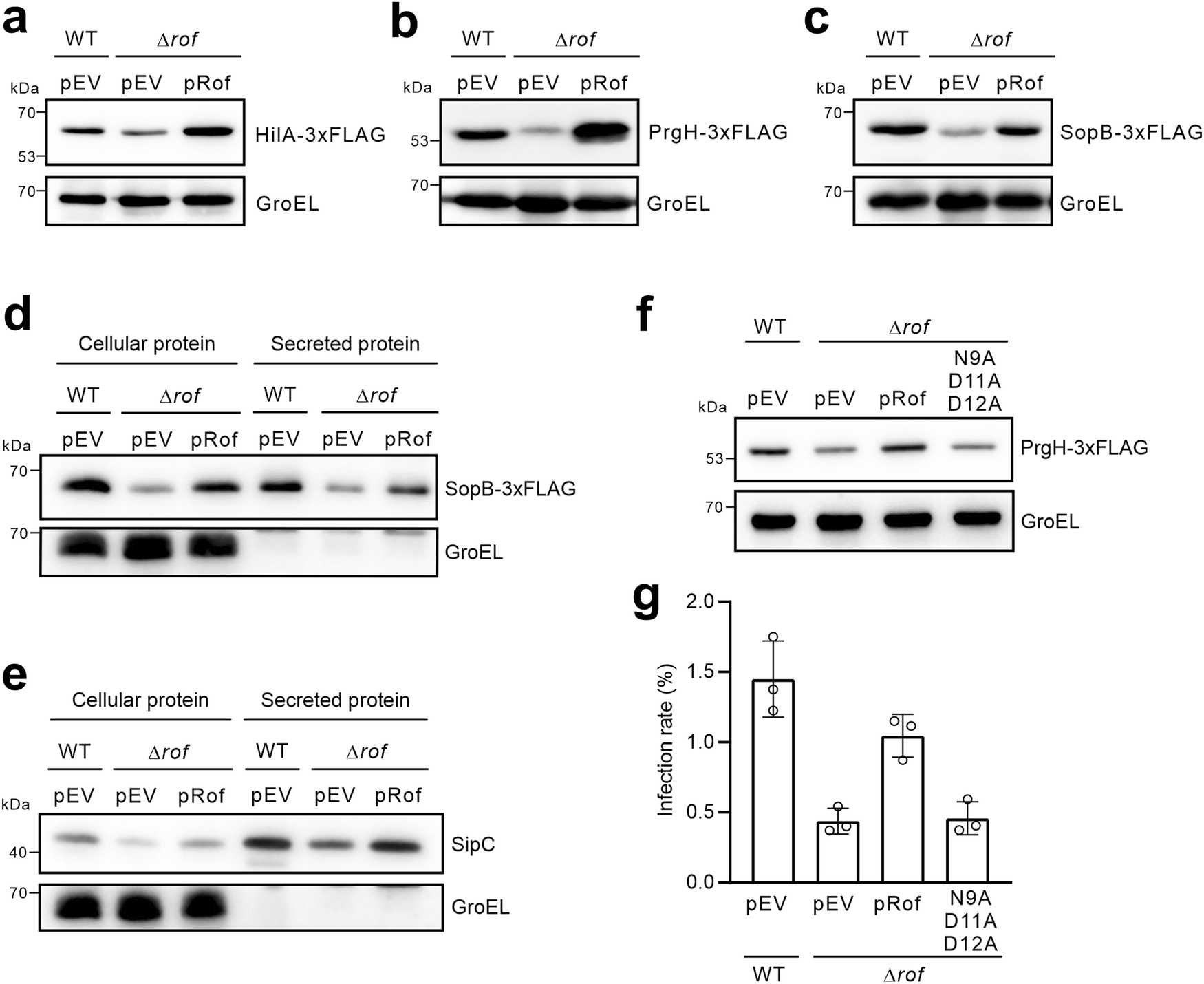 Fig. 4: Rof regulates the virulence program of Salmonella Typhimurium.
