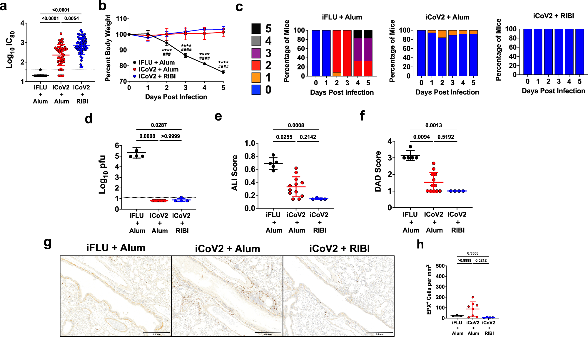 Fig. 1: Inactivated vaccine protects mice against SARS-CoV-2 but causes adjuvant-dependent type 2 inflammation.