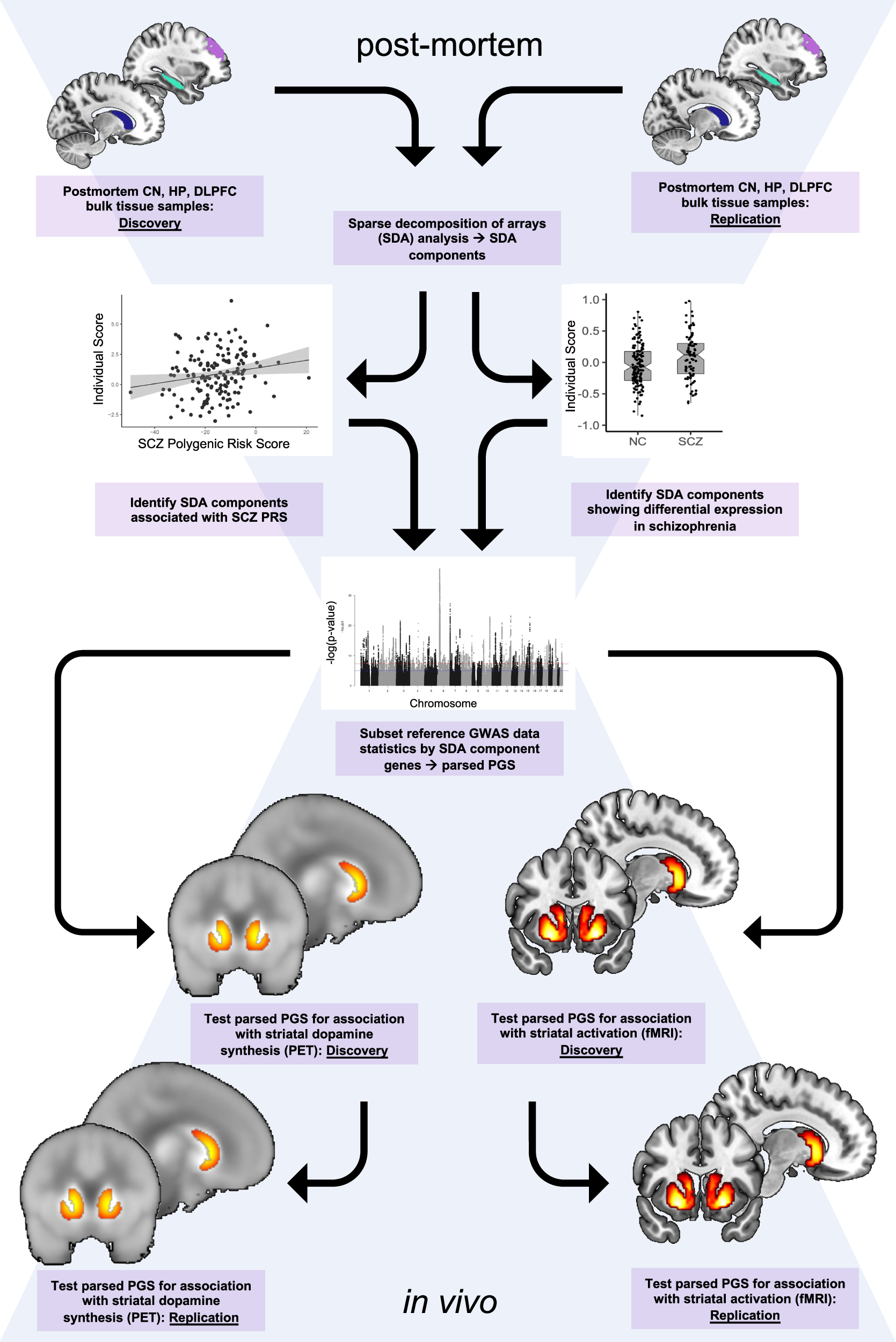 Dopamine signaling enriched striatal gene set predicts striatal dopamine  synthesis and physiological activity in vivo | Nature Communications