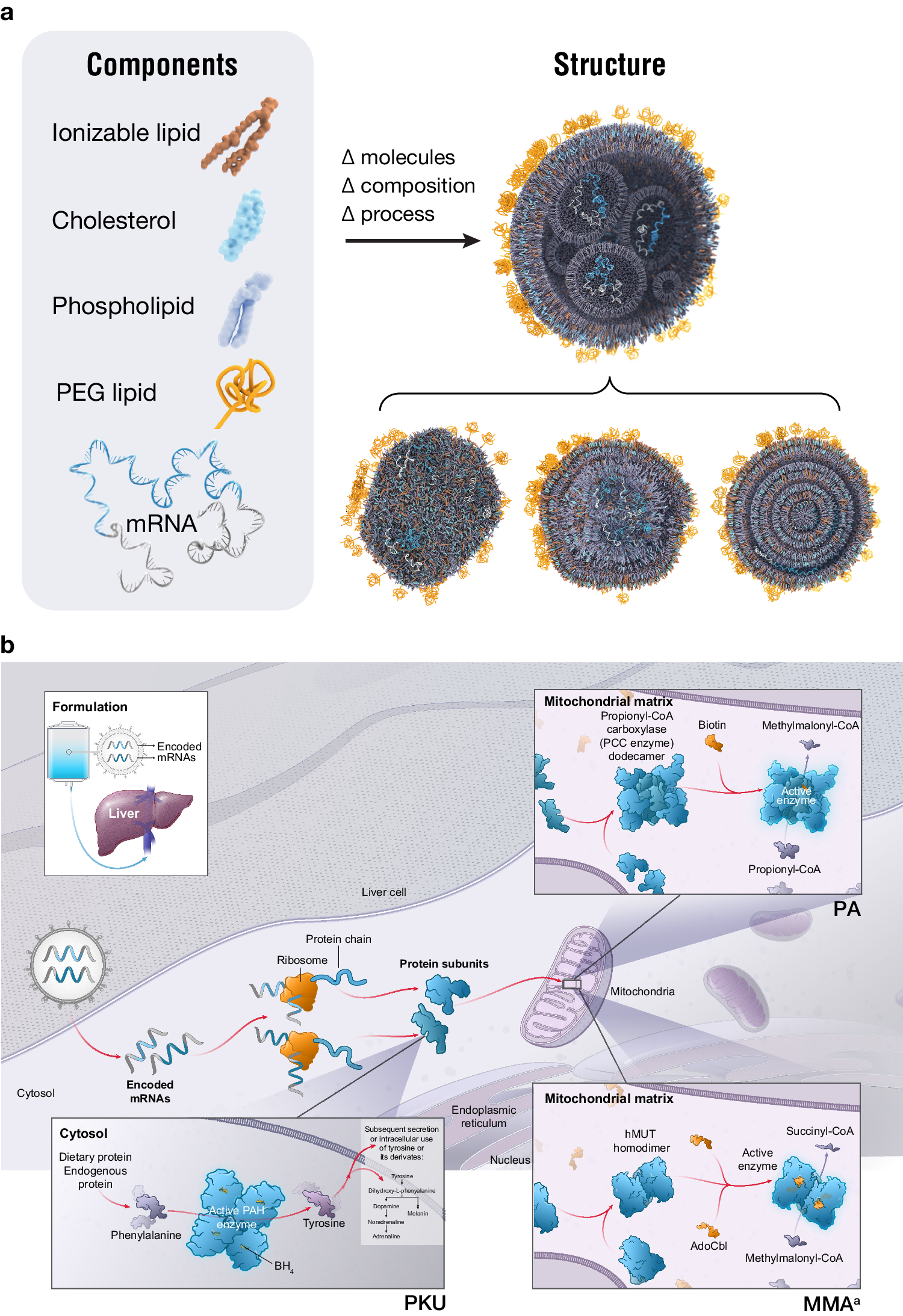 Characterizing the mechanism of action for mRNA therapeutics for the  treatment of propionic acidemia, methylmalonic acidemia, and  phenylketonuria | Nature Communications