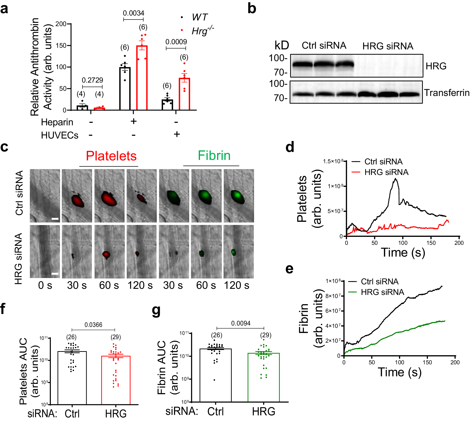 Fig. 6: Plasma HRG exhibits prothrombotic roles in the absence of FXII.
