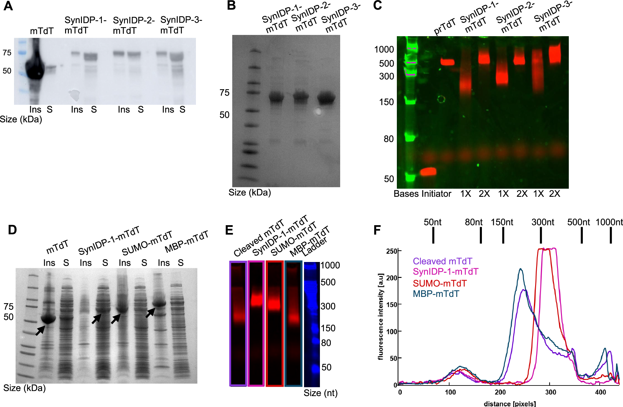 Fig. 3: Fusion to SynIDPs rescues soluble and functional expression of mTdT.