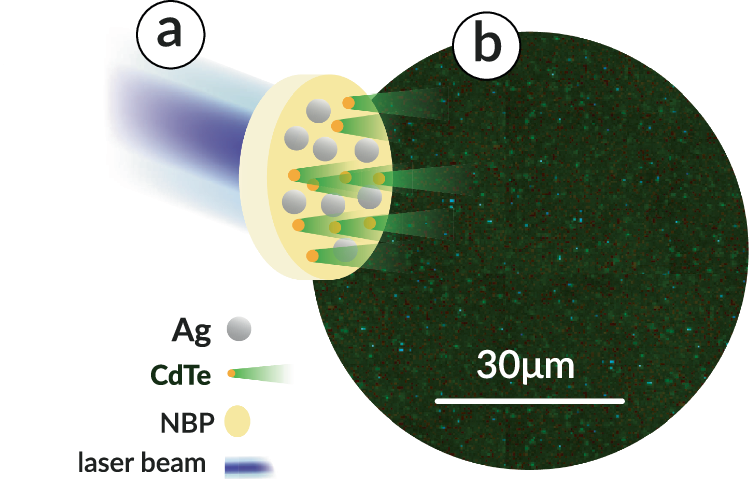 Fig. 1: Distribution of the quantum dots in the sodium borophosphate (NBP) glass-based nanoplasmonic composite with CdTe quantum dots and silver nanoparticles (nAg), NBP:CdTe,nAg.