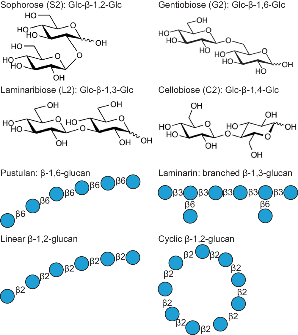Structural and biochemical analysis of family 92 carbohydrate-binding  modules uncovers multivalent binding to β-glucans | Nature Communications, image size:1002x1129