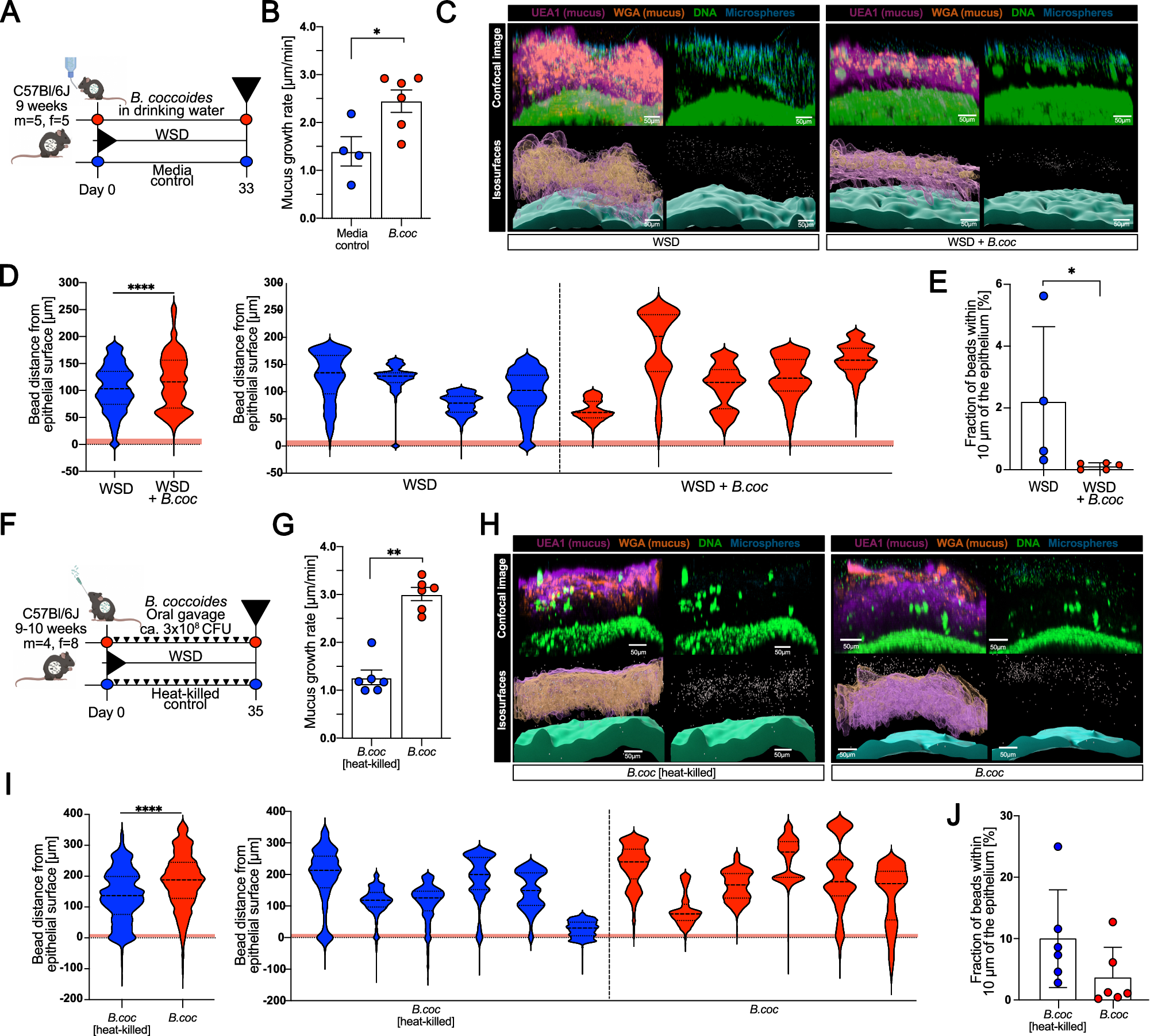 Fig. 4: Blautia coccoides improves mucus function in WSD-fed mice.