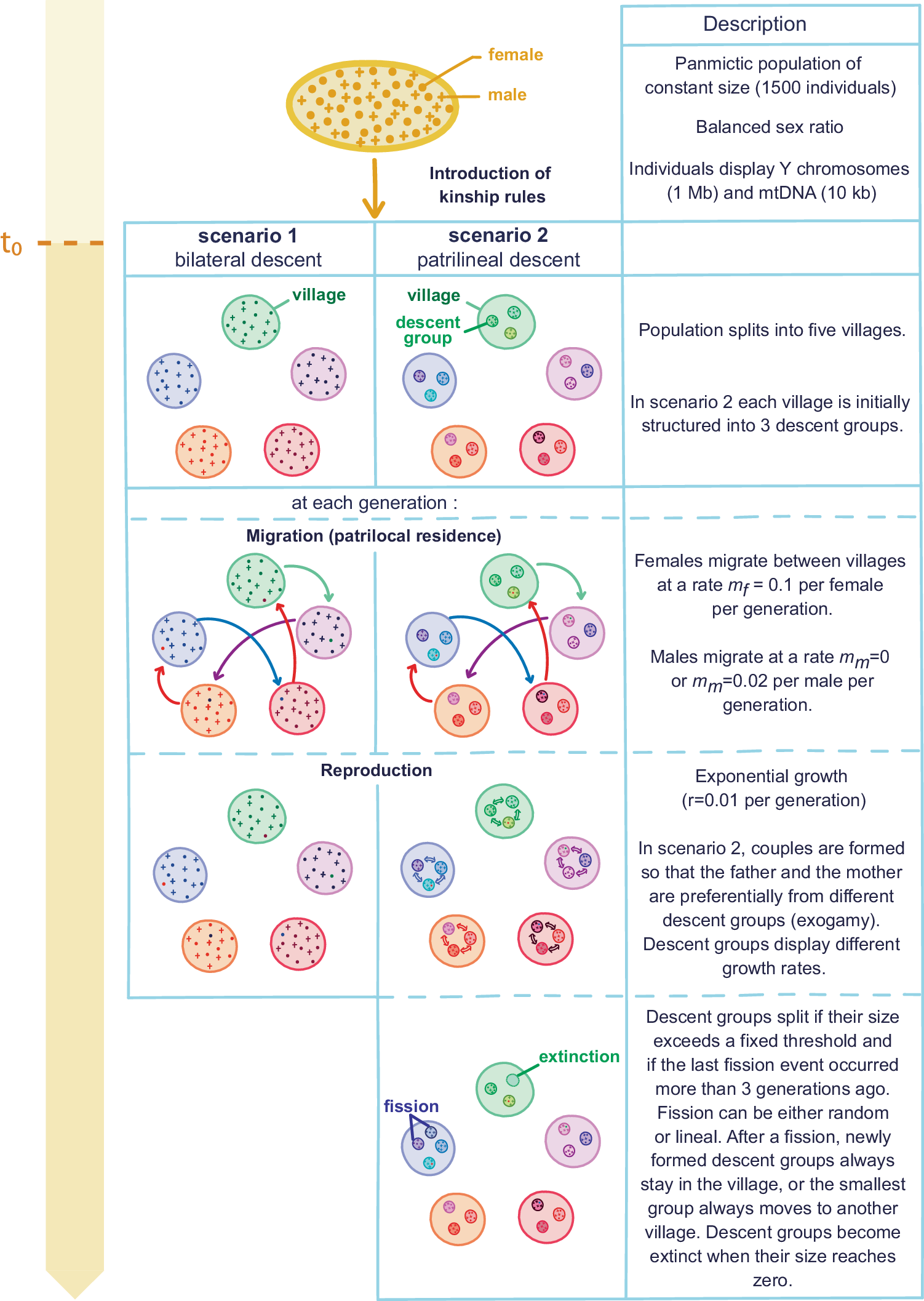 Patrilineal segmentary systems provide a peaceful explanation for the  post-Neolithic Y-chromosome bottleneck | Nature Communications