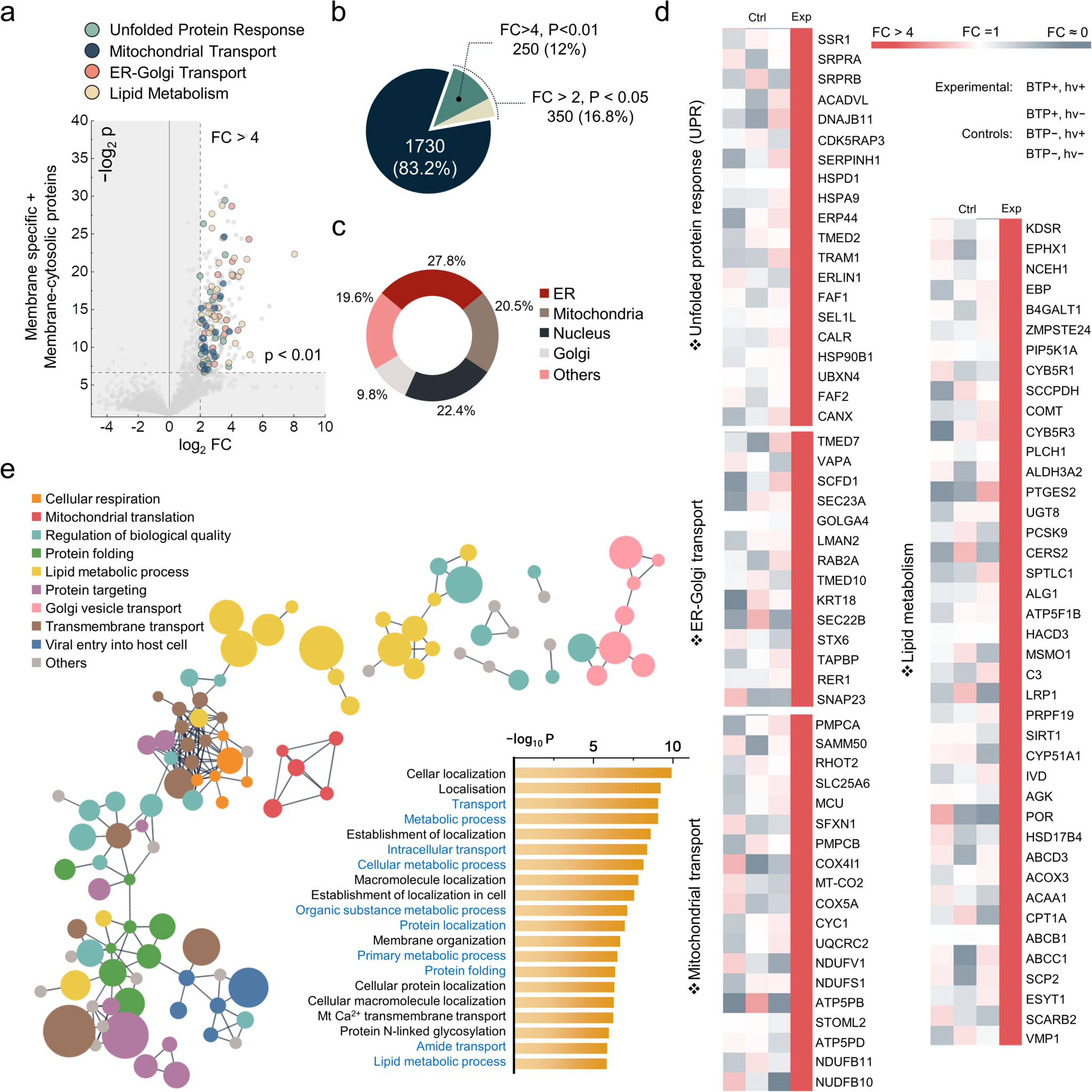 Fig. 4: Functional implication of oxidised membrane proteins by BTP photocatalysis.