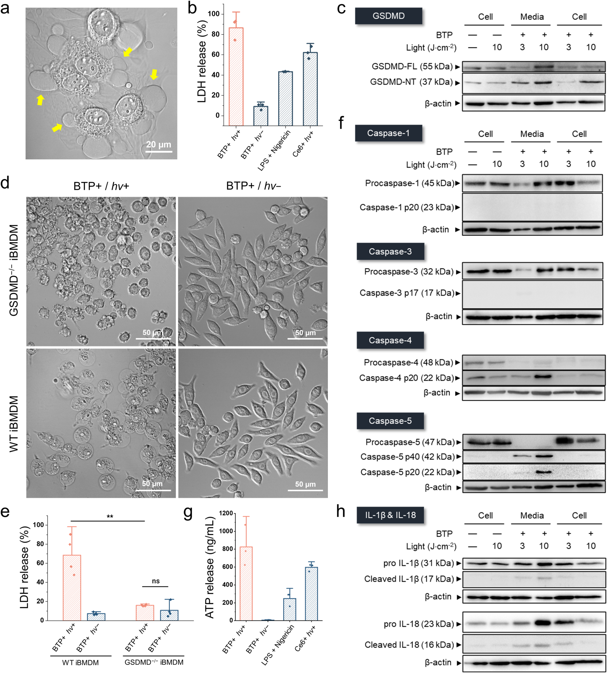 Fig. 7: Caspase-4/5-mediated pyroptosis by oxidative photocatalysis on membranes.